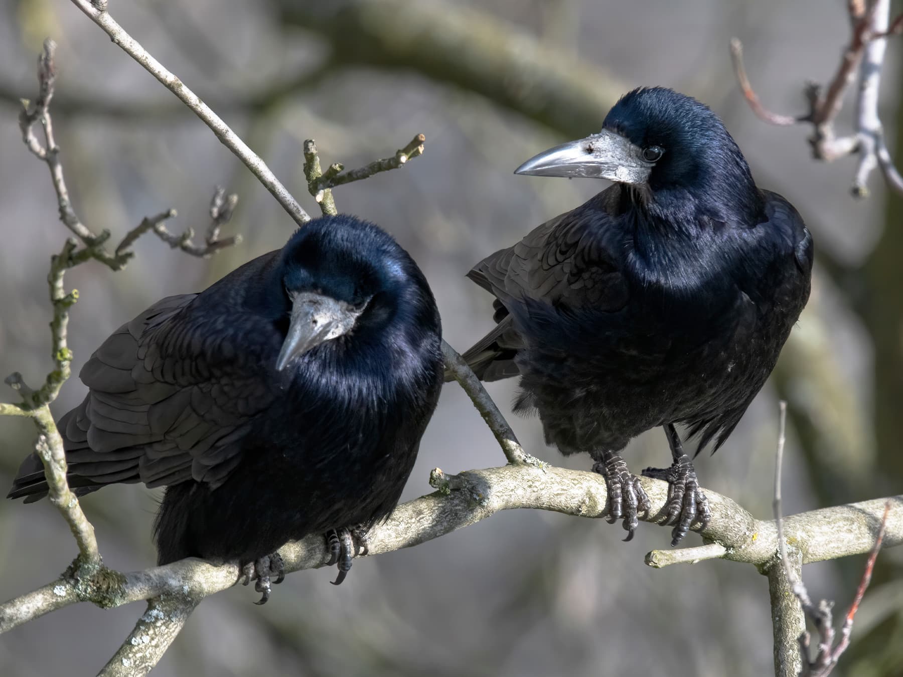 Two Rooks perching in the trees