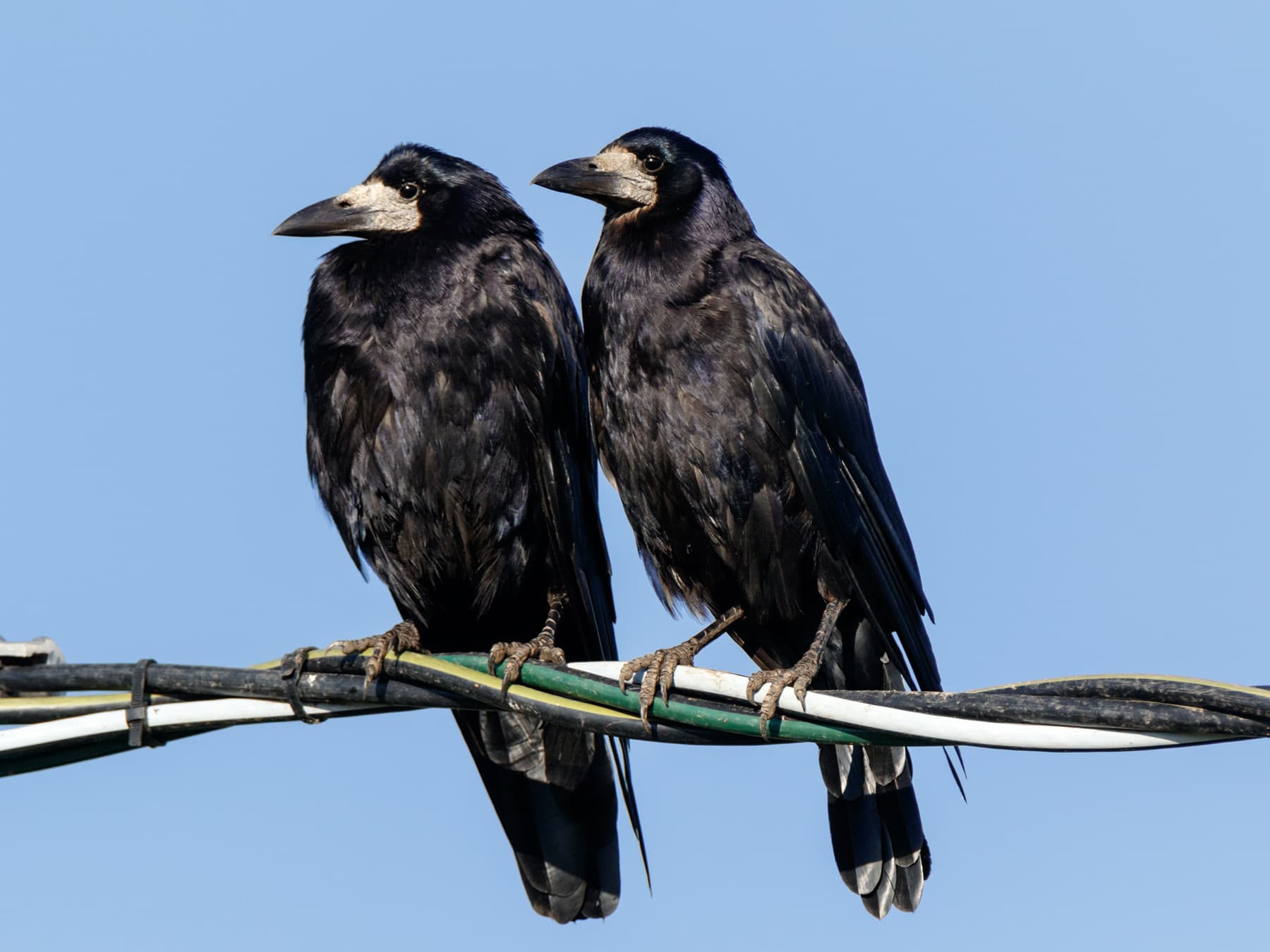 Pair of Rooks perching on overhead cables