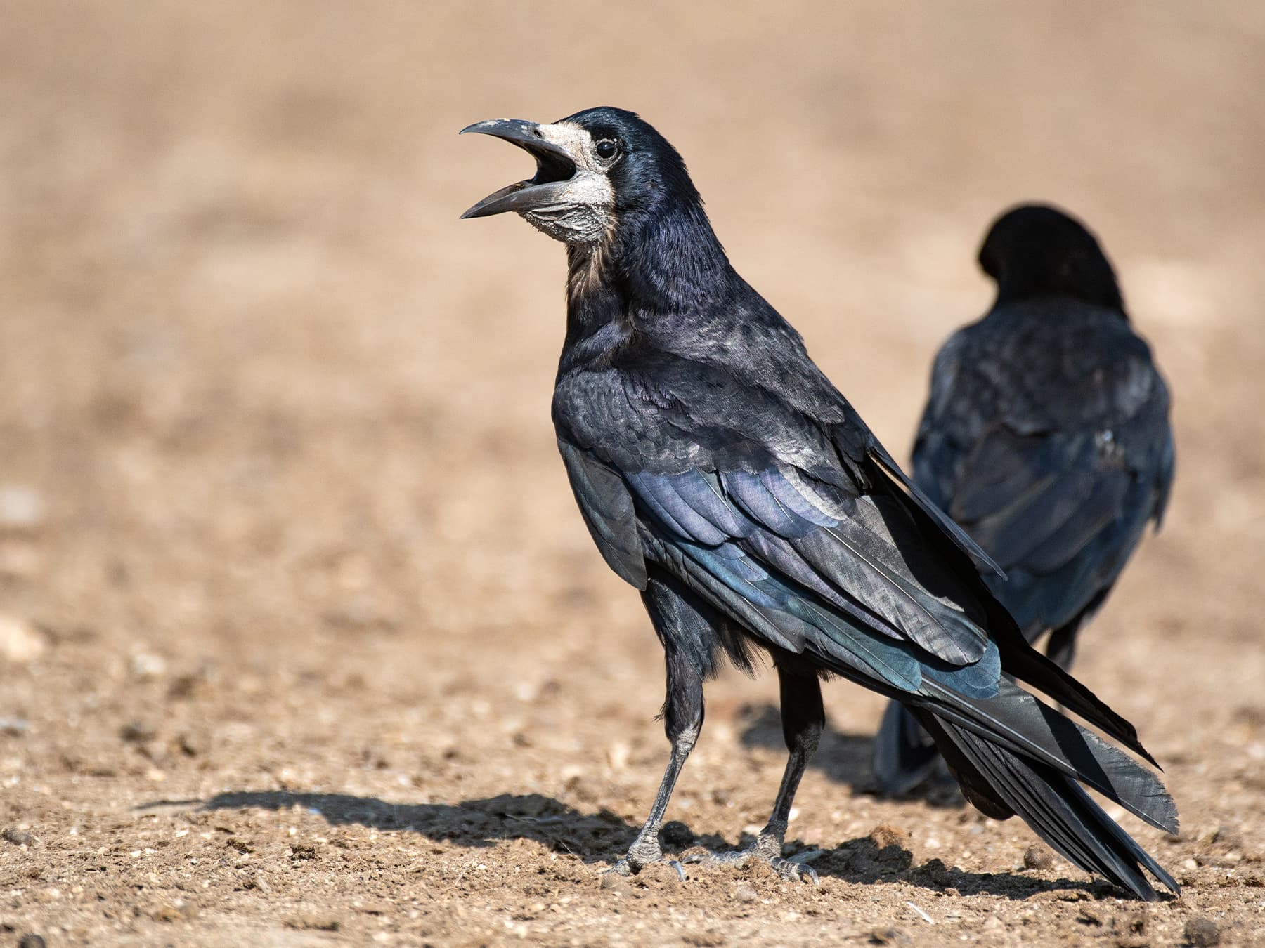 Two Rooks foraging in farmland
