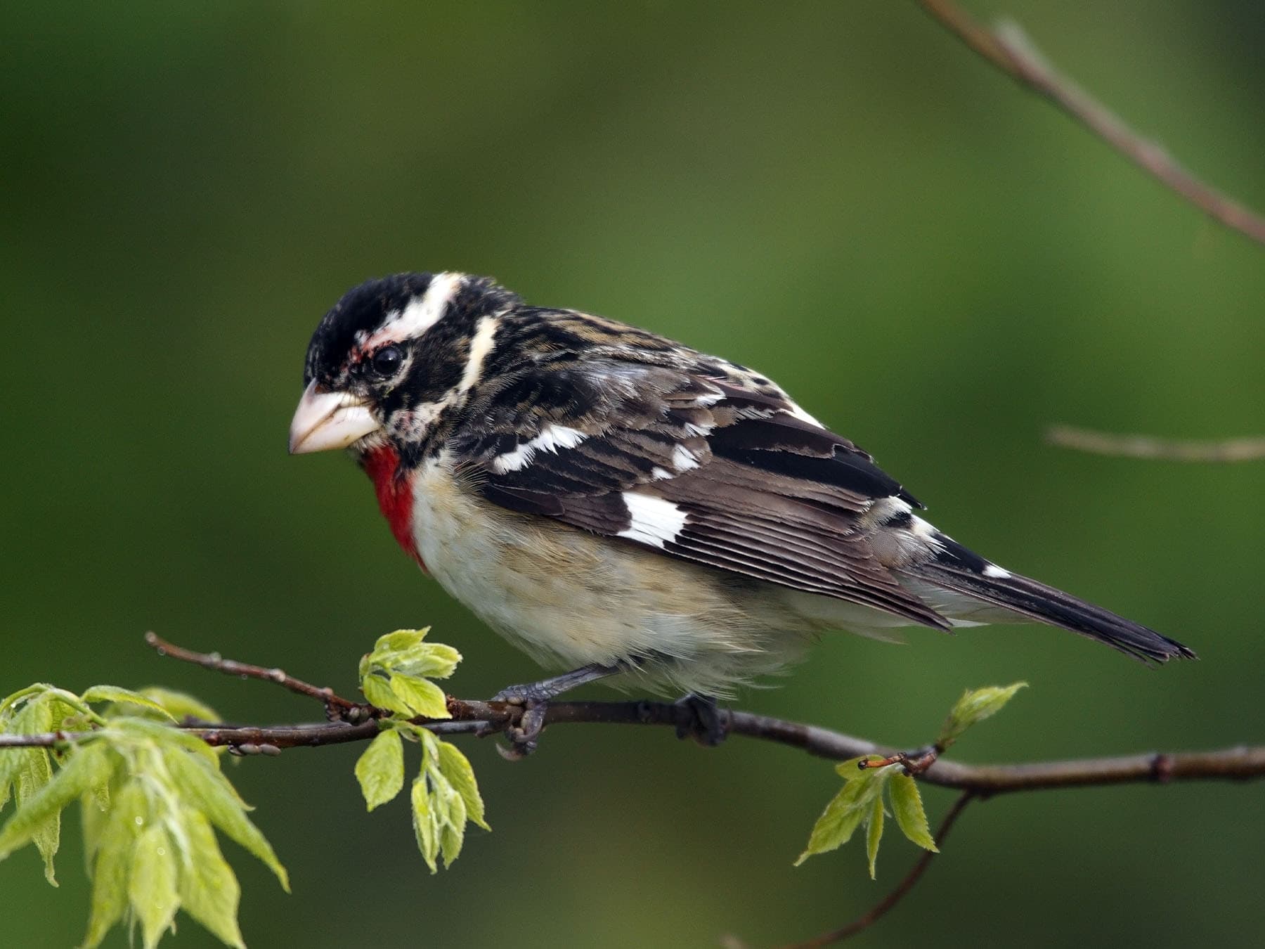 Rose-breasted Grosbeak first spring male