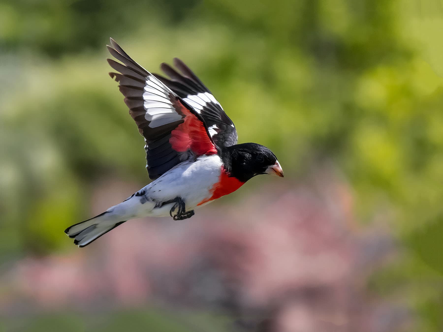 Rose-breasted Grosbeak in-flight