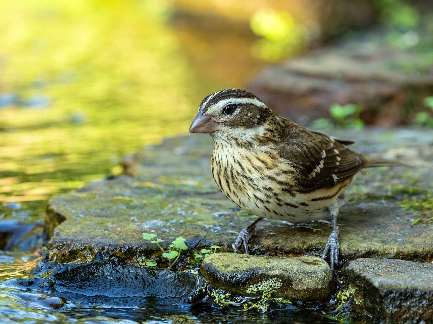 Female Rose-breasted Grosbeak standing on a rock by the river