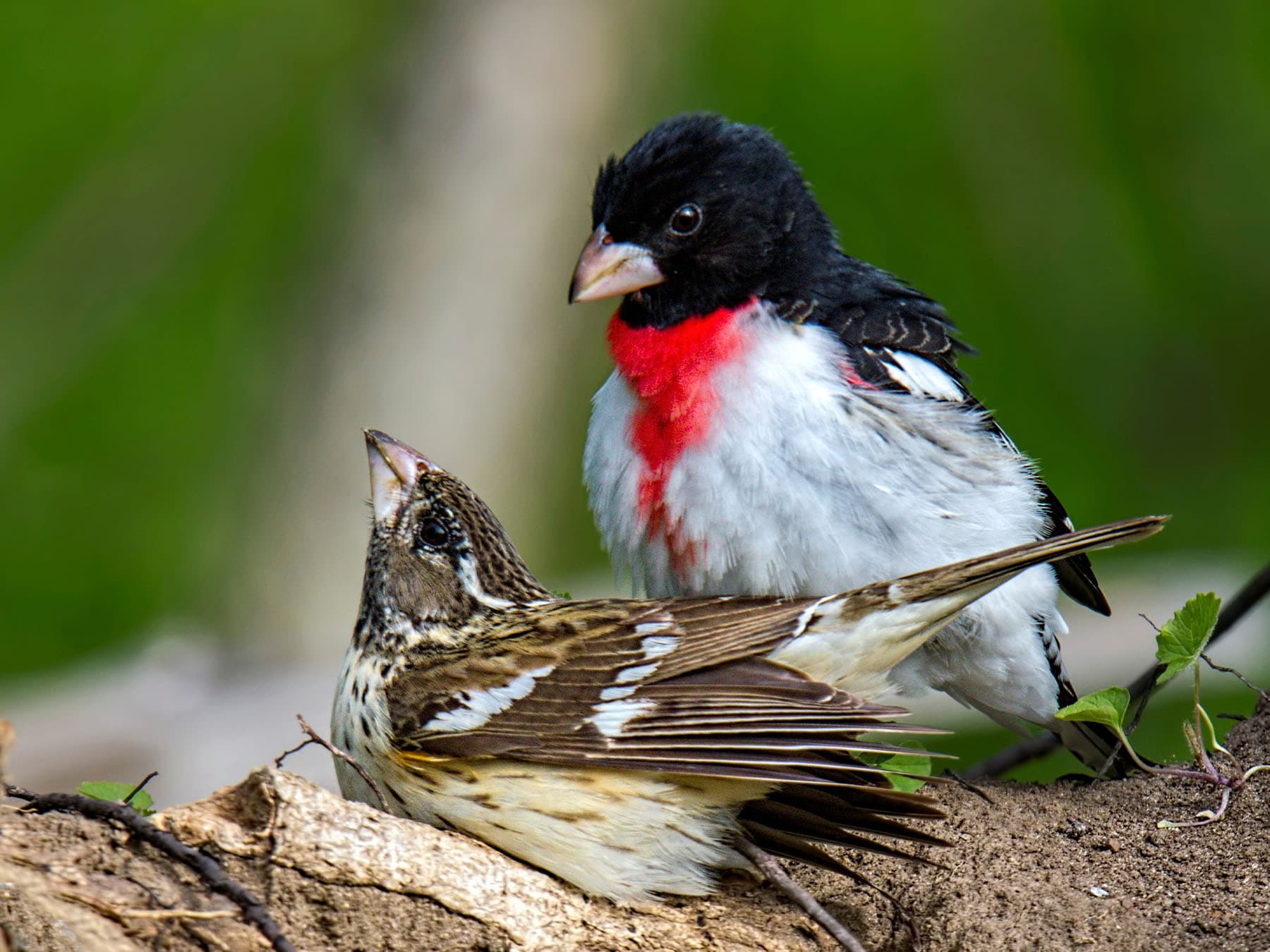Pair of Rose-breasted Grosbeaks in courtship