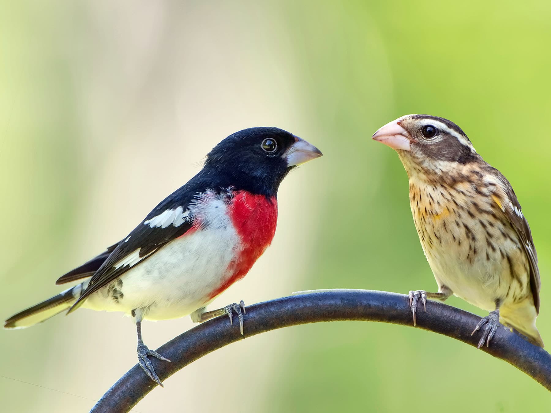 Pair of Rose-breasted Grosbeaks - Male (left) and Female (right)