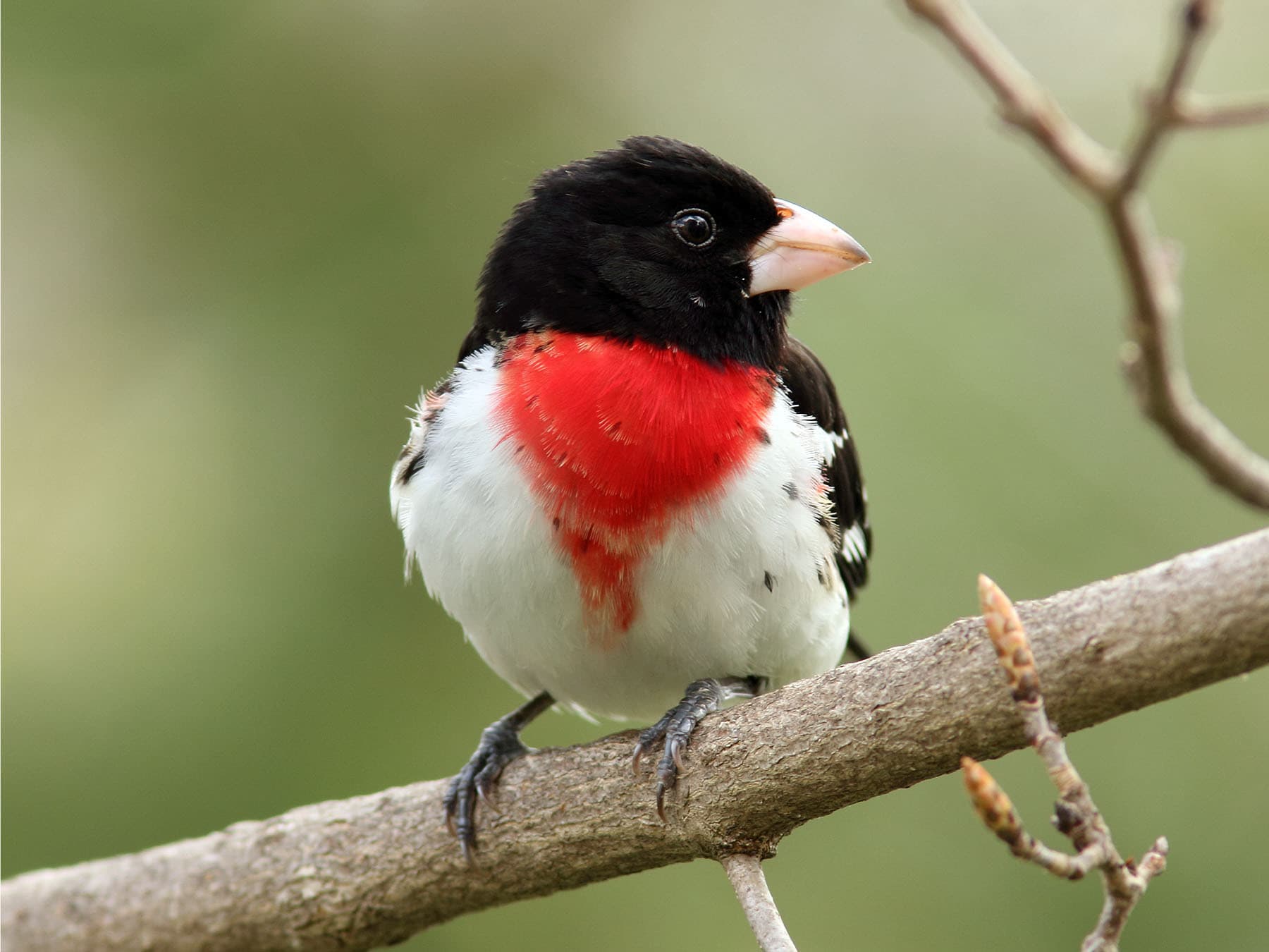 Rose-breasted Grosbeak perching on a branch