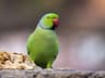 Rose-ringed Parakeet