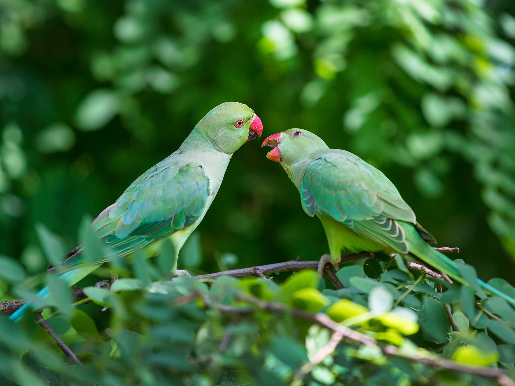 Rose ringed parakeets