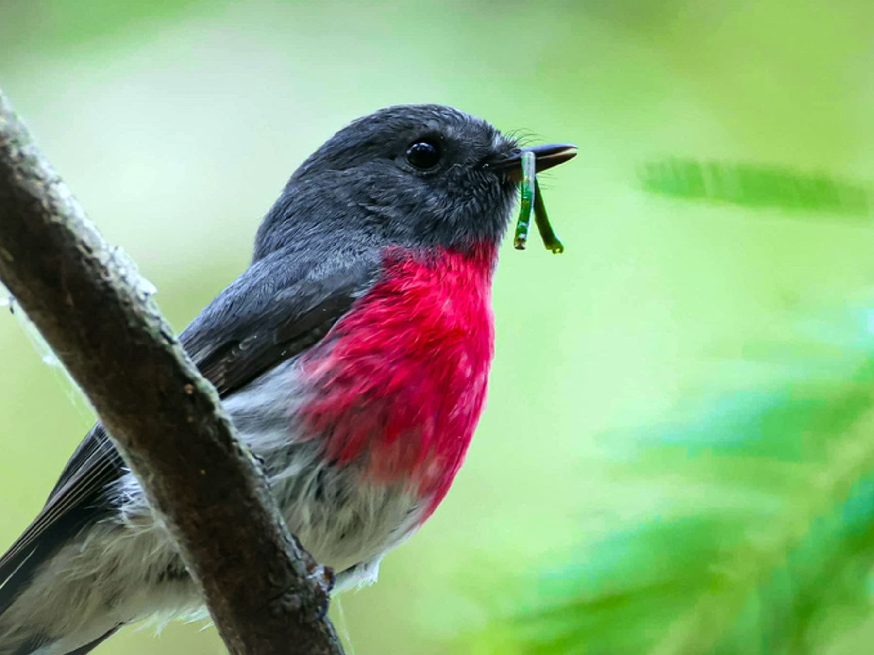 Rose Robin feeding