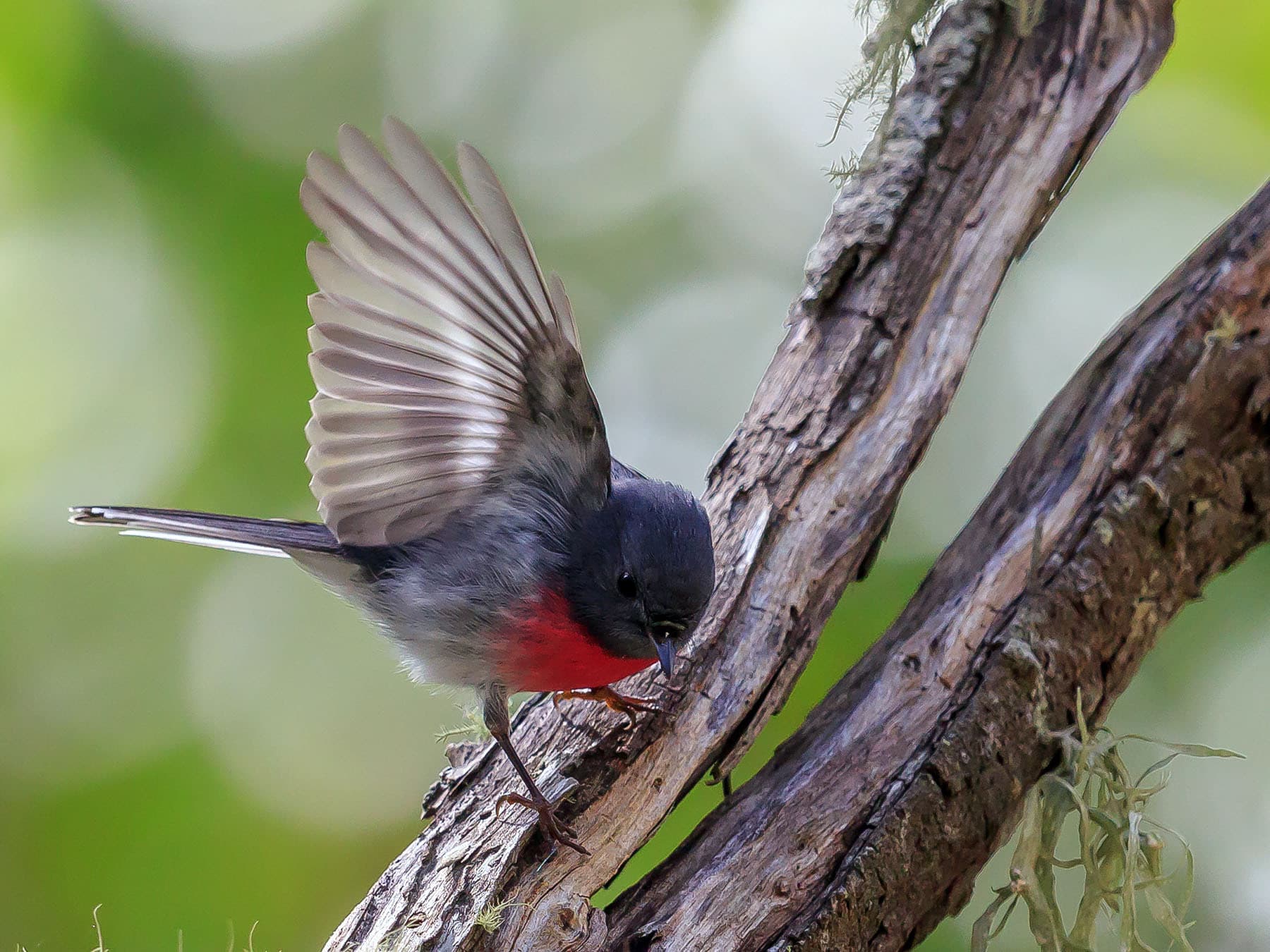 Rose Robin landing on a branch
