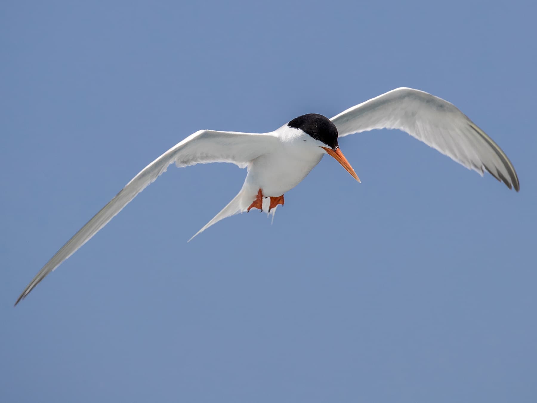 Roseate Tern in-flight