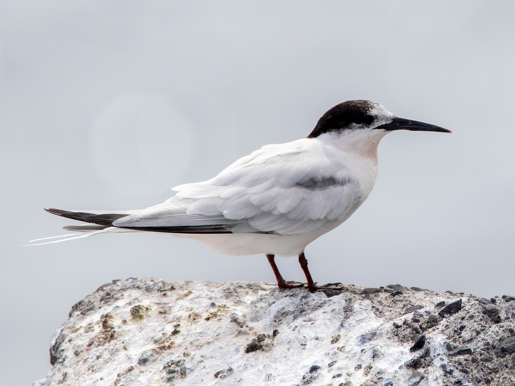 Roseate Tern standing on the rocks