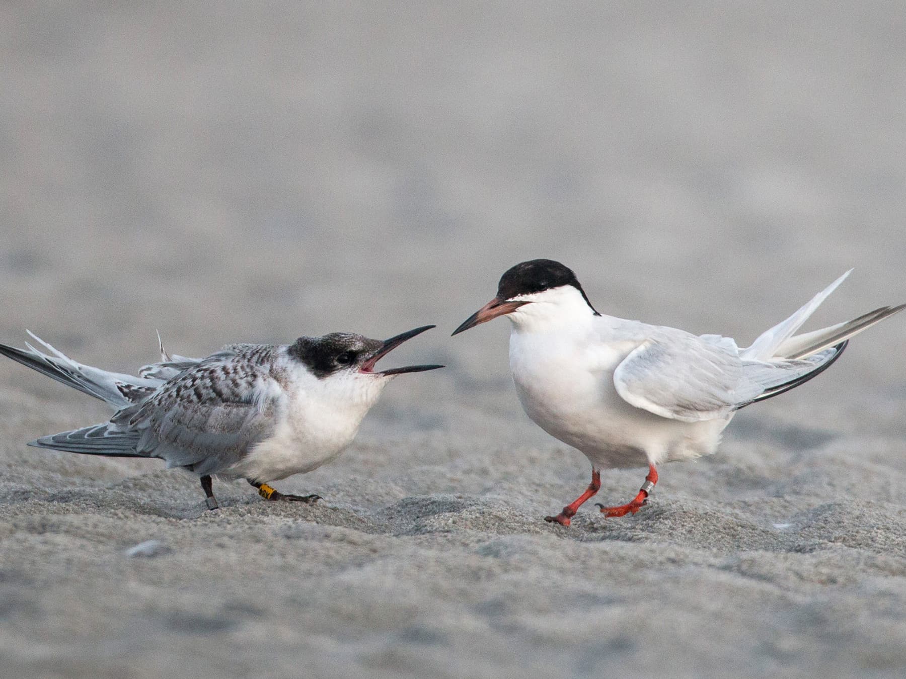 Parent Roseate Tern with Juvenile
