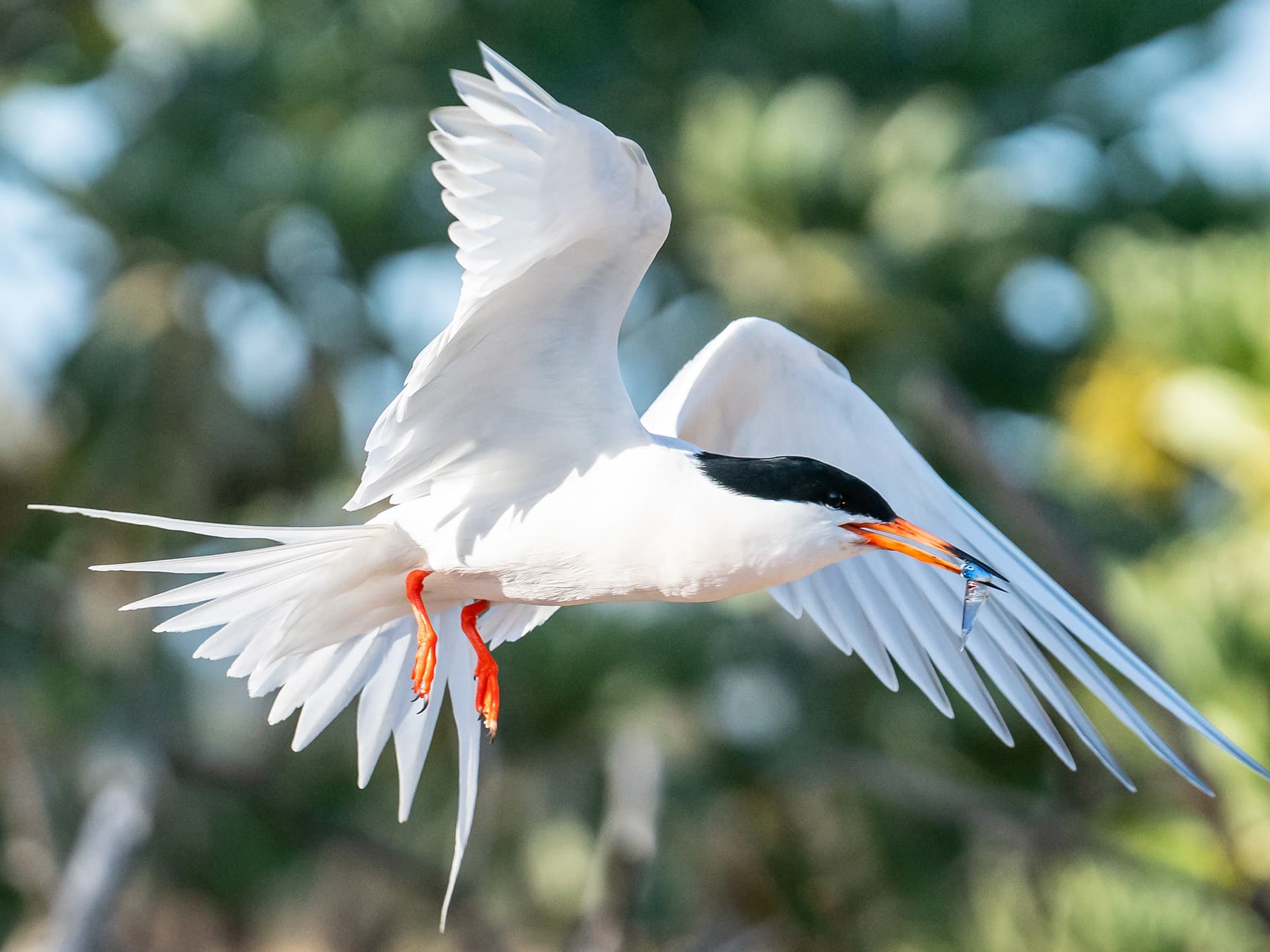Roseate Tern with food for its young