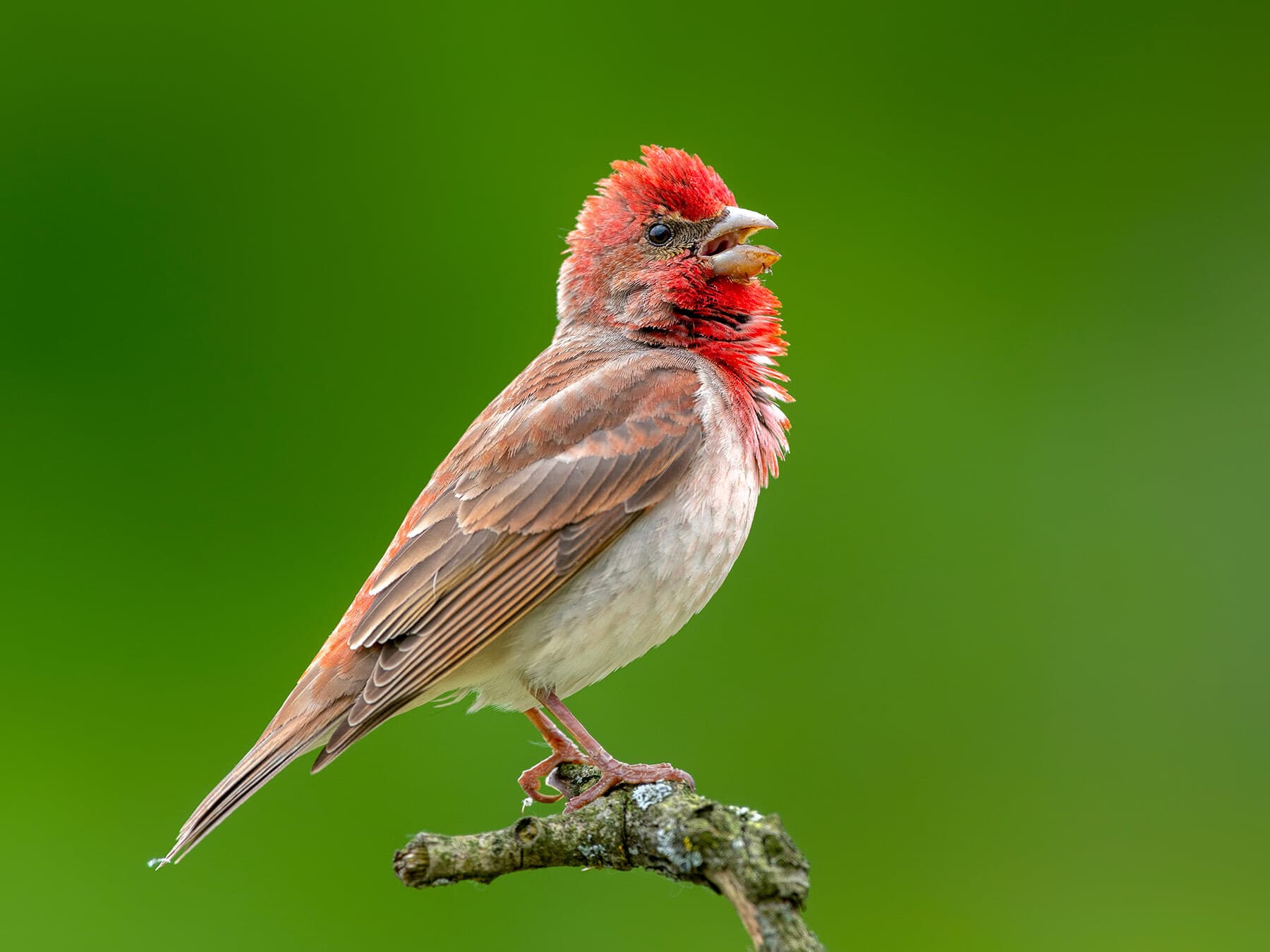 Rosefinch calling from a perch