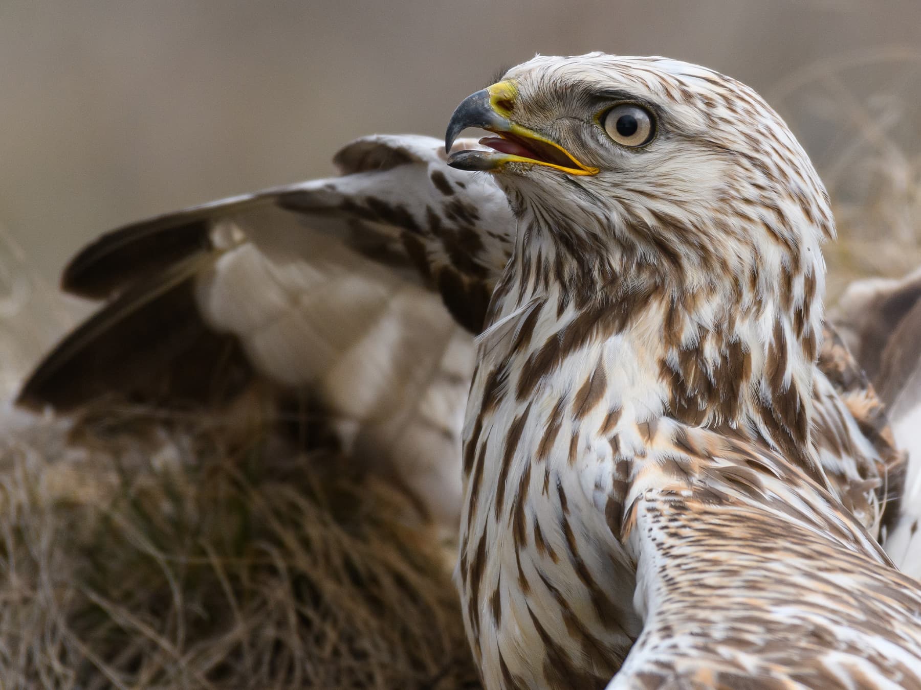 Close up of a Rough-legged Hawk mewing