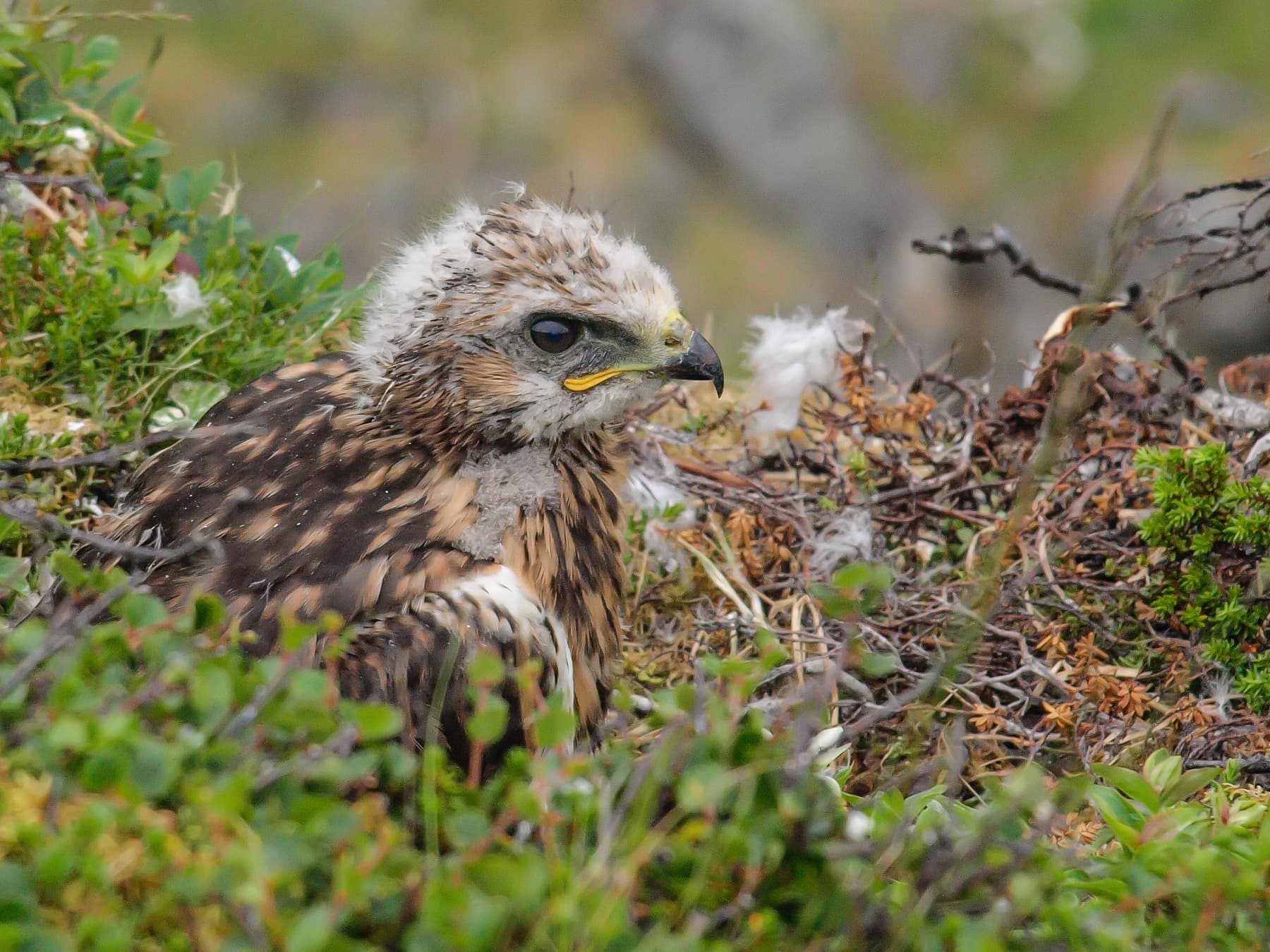 Rough-legged Hawk chick in nest