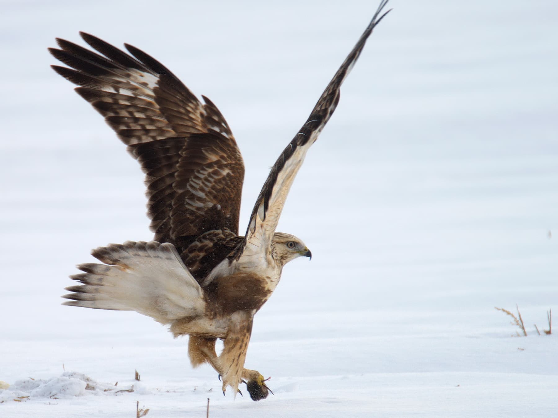 Rough-legged Hawk with prey