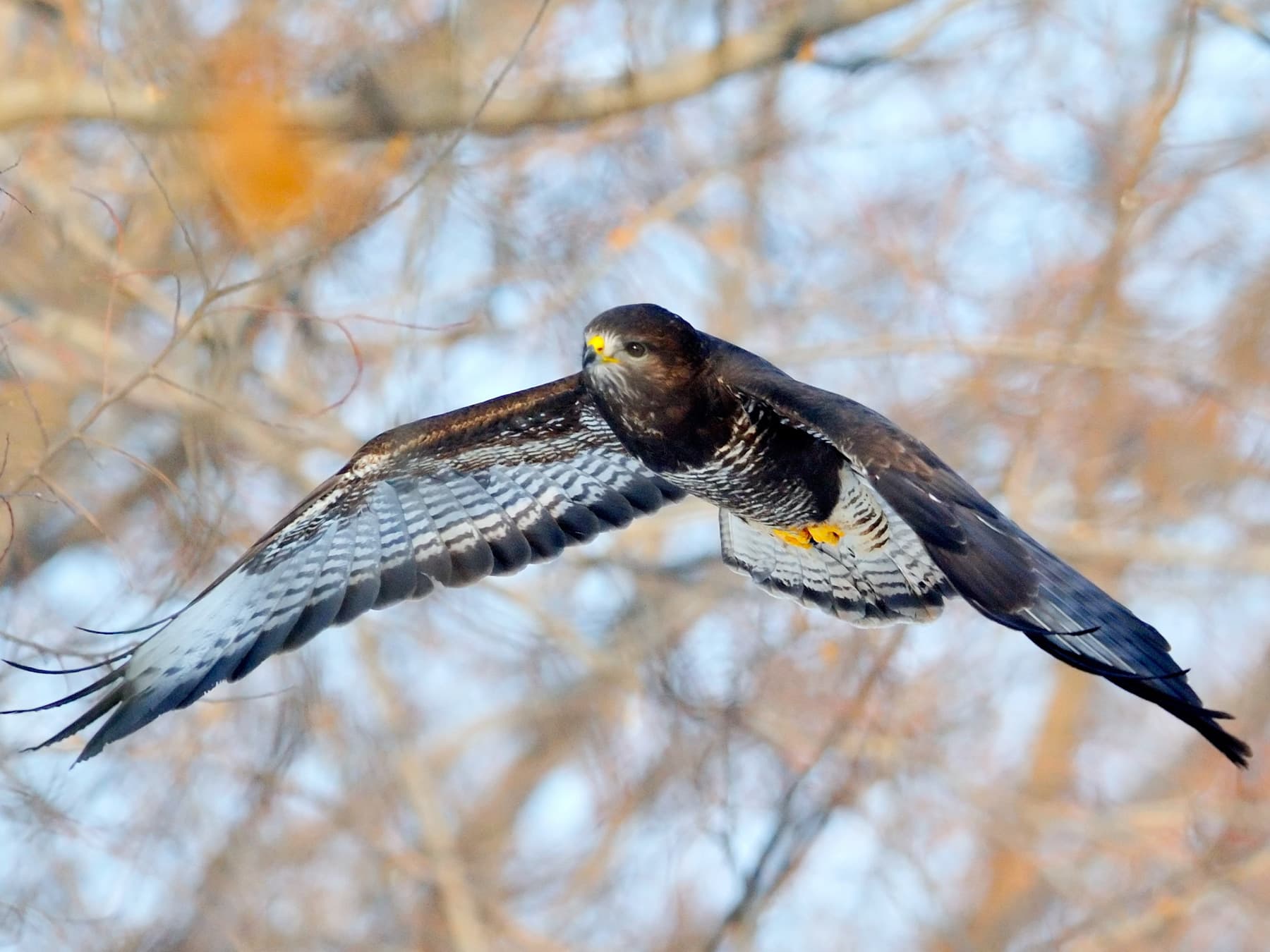Rough-legged Hawk in-flight