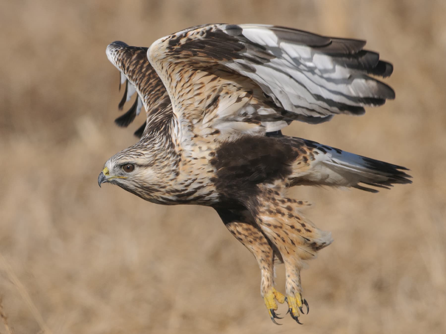Rough-legged Hawk, light morph, in-flight