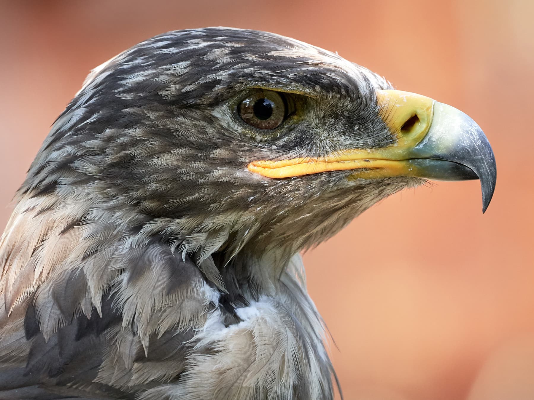 Rough-legged Hawk portrait
