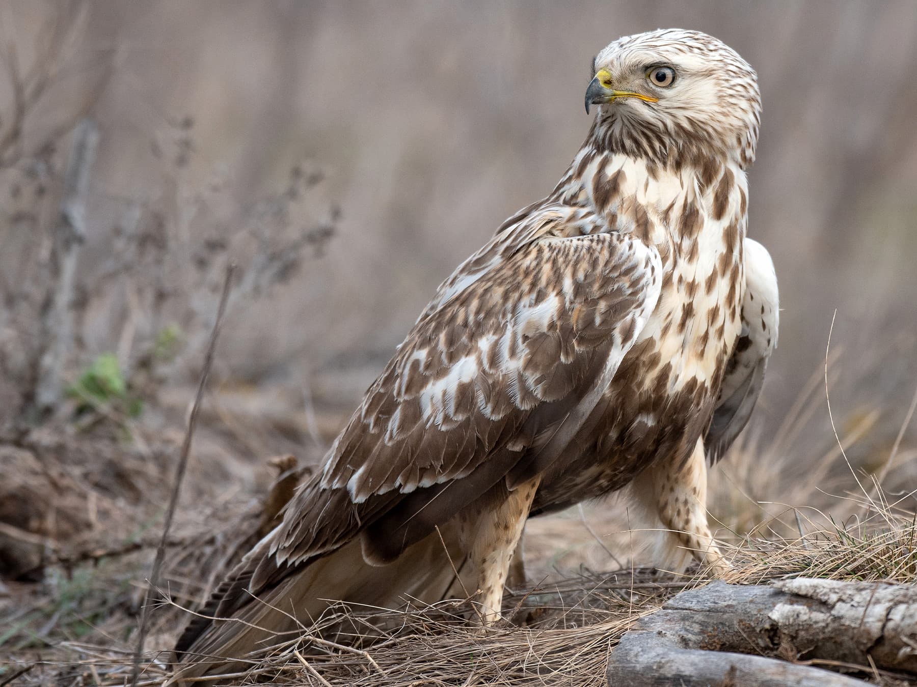 Rough-legged Hawk standing in its natural habitat