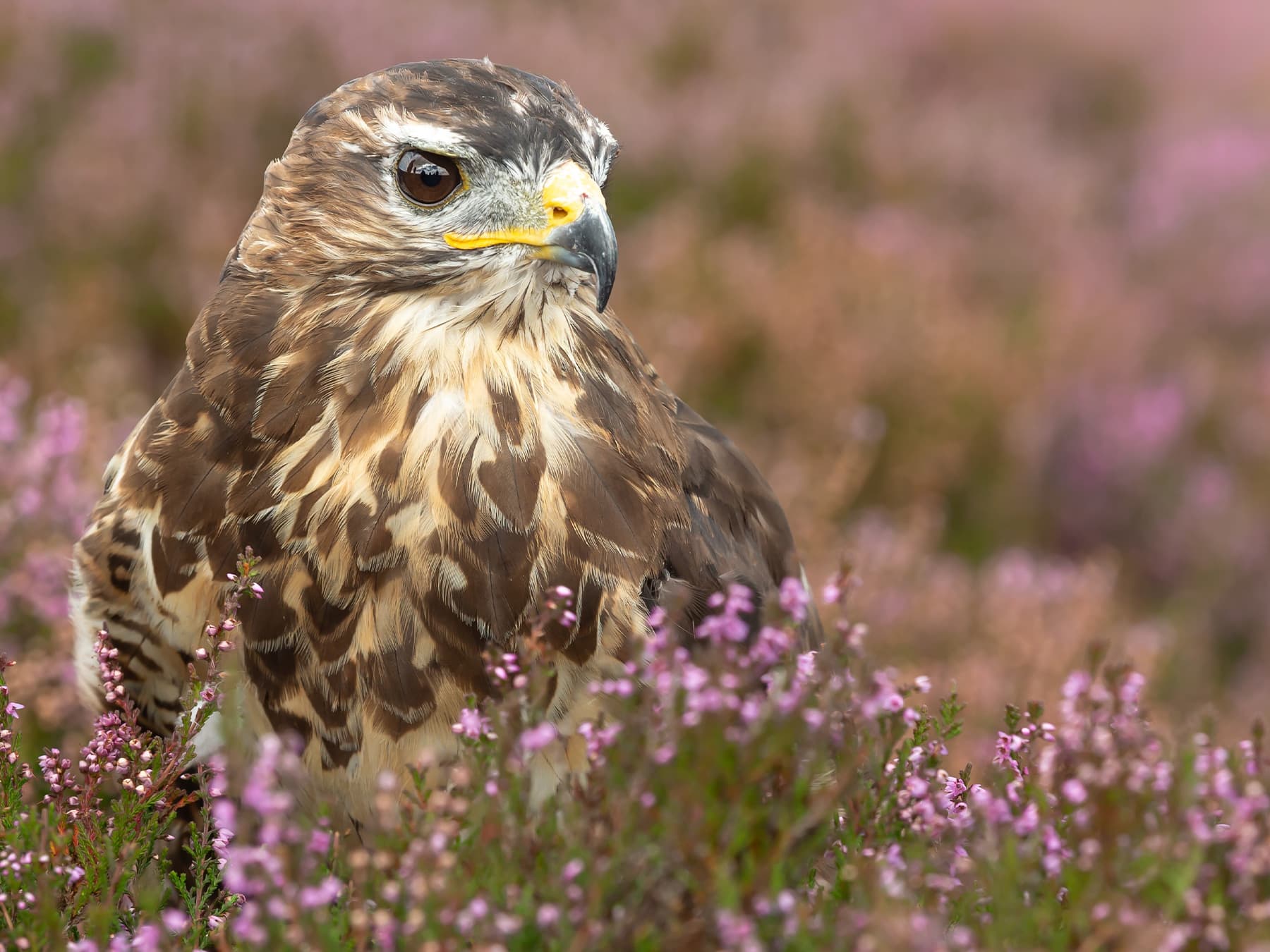 Rough-legged Hawk standing in purple heather