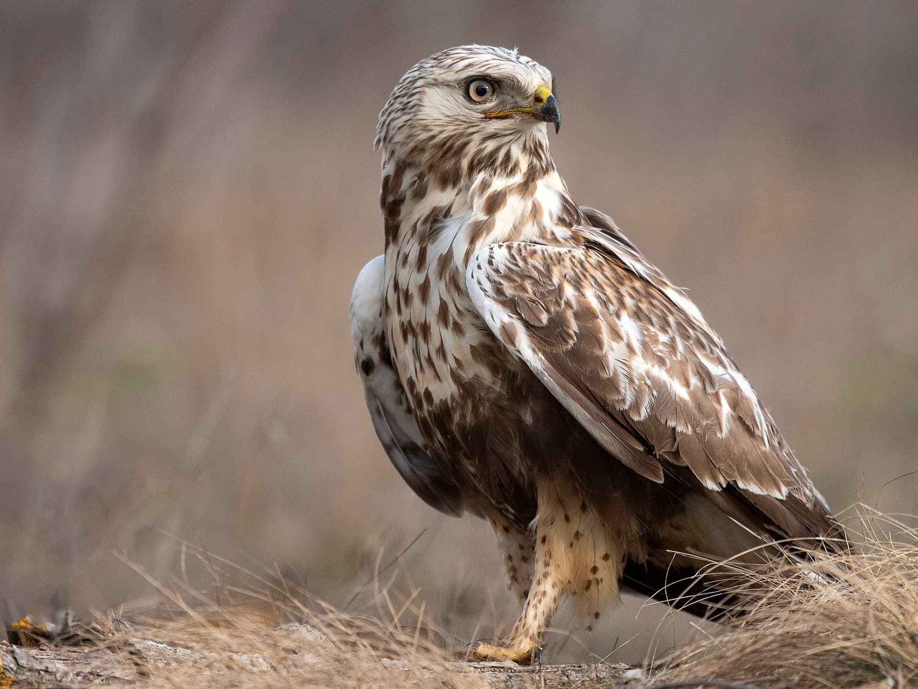 Rough-legged Hawk standing on the ground in the lowlands