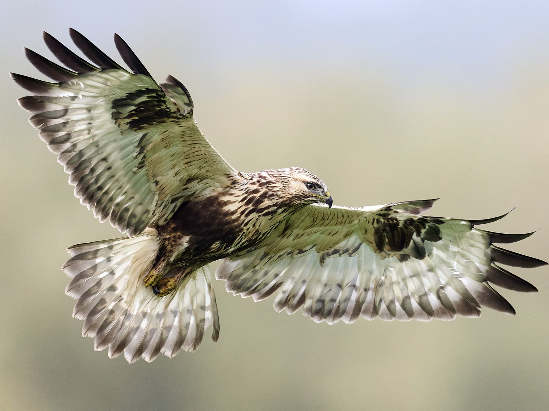Rough-legged Hawk in-flight