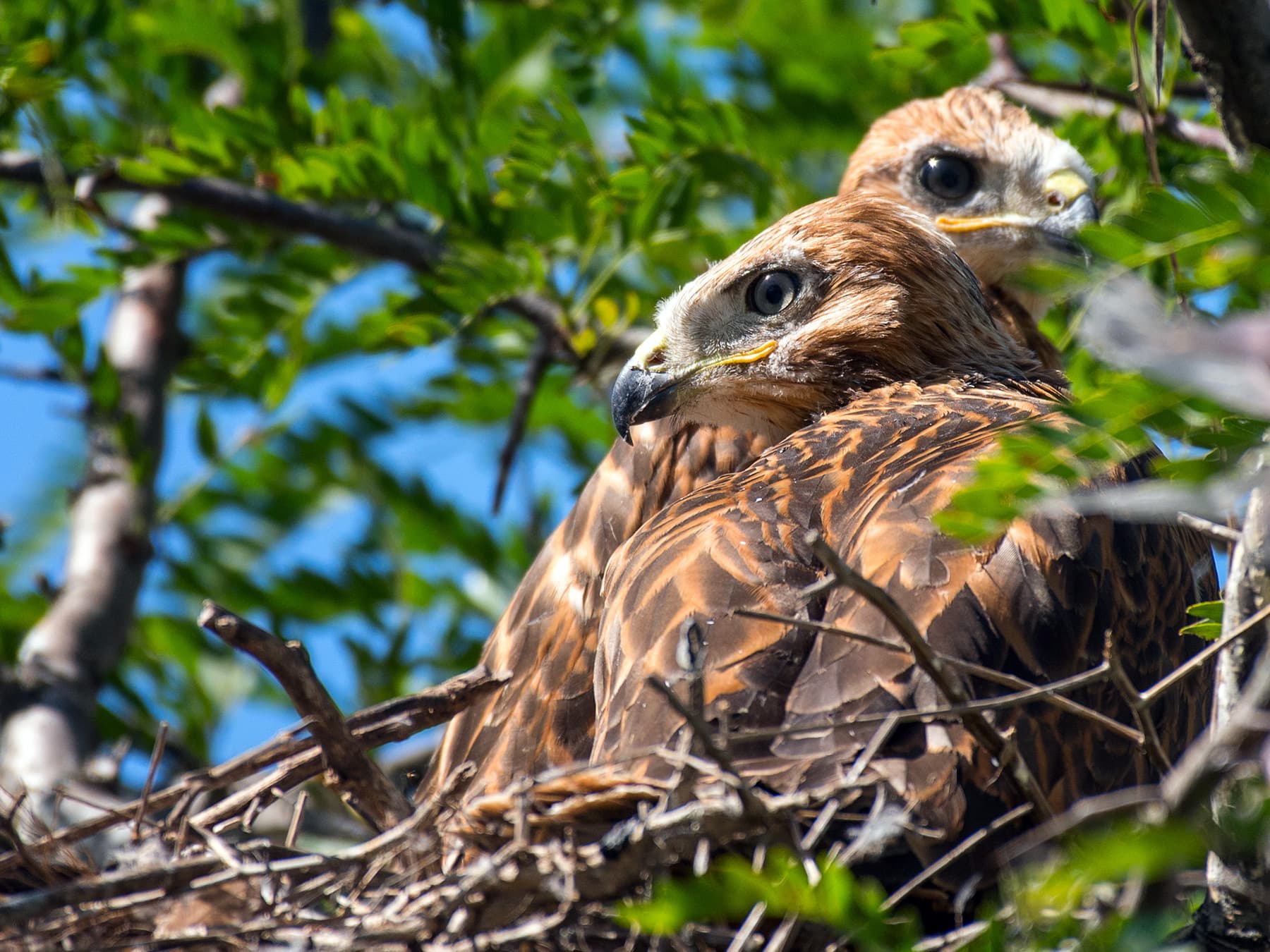 Pair of Rough-legged Hawks at their nest