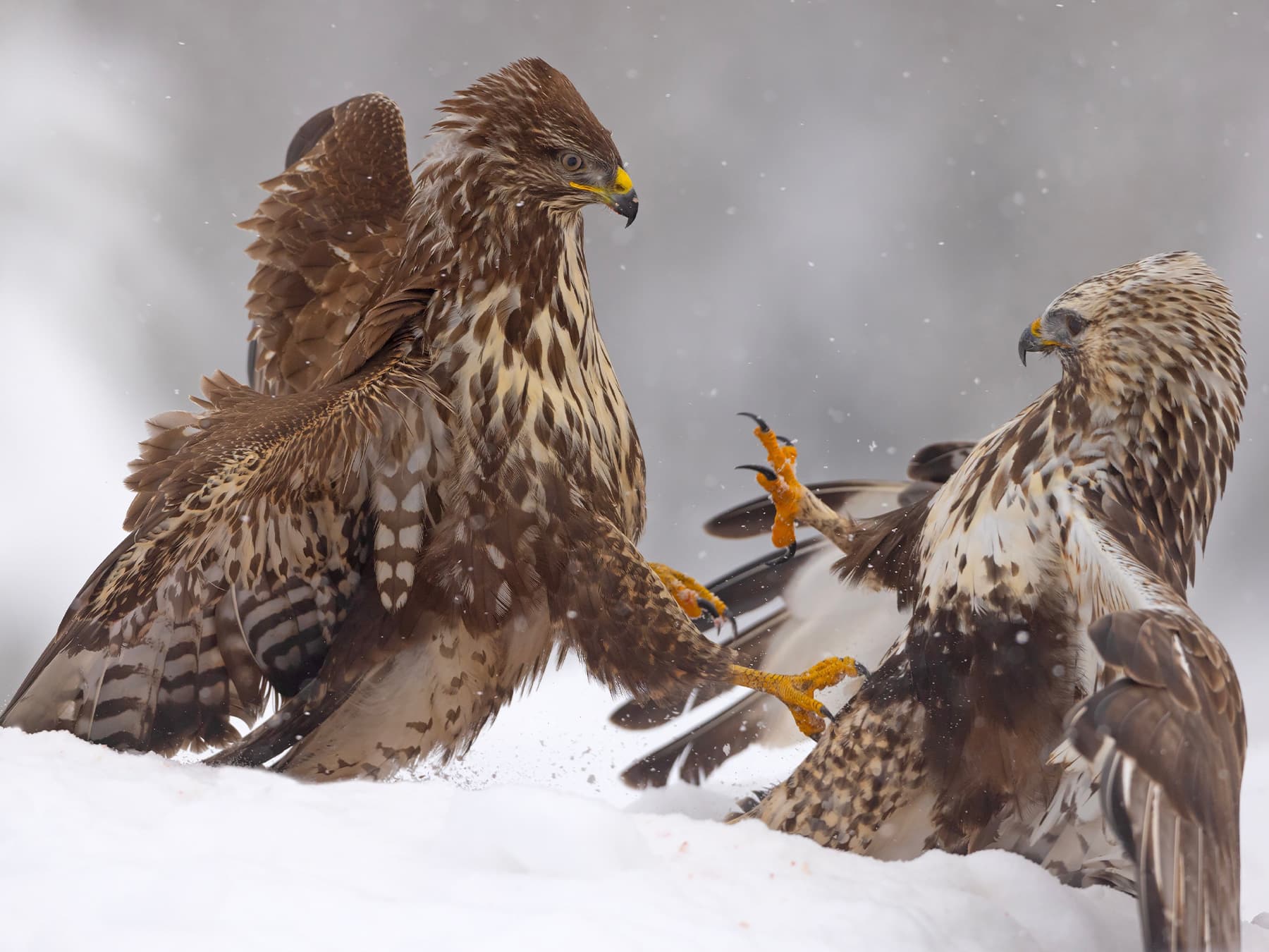 Two Rough-legged Hawks in conflict