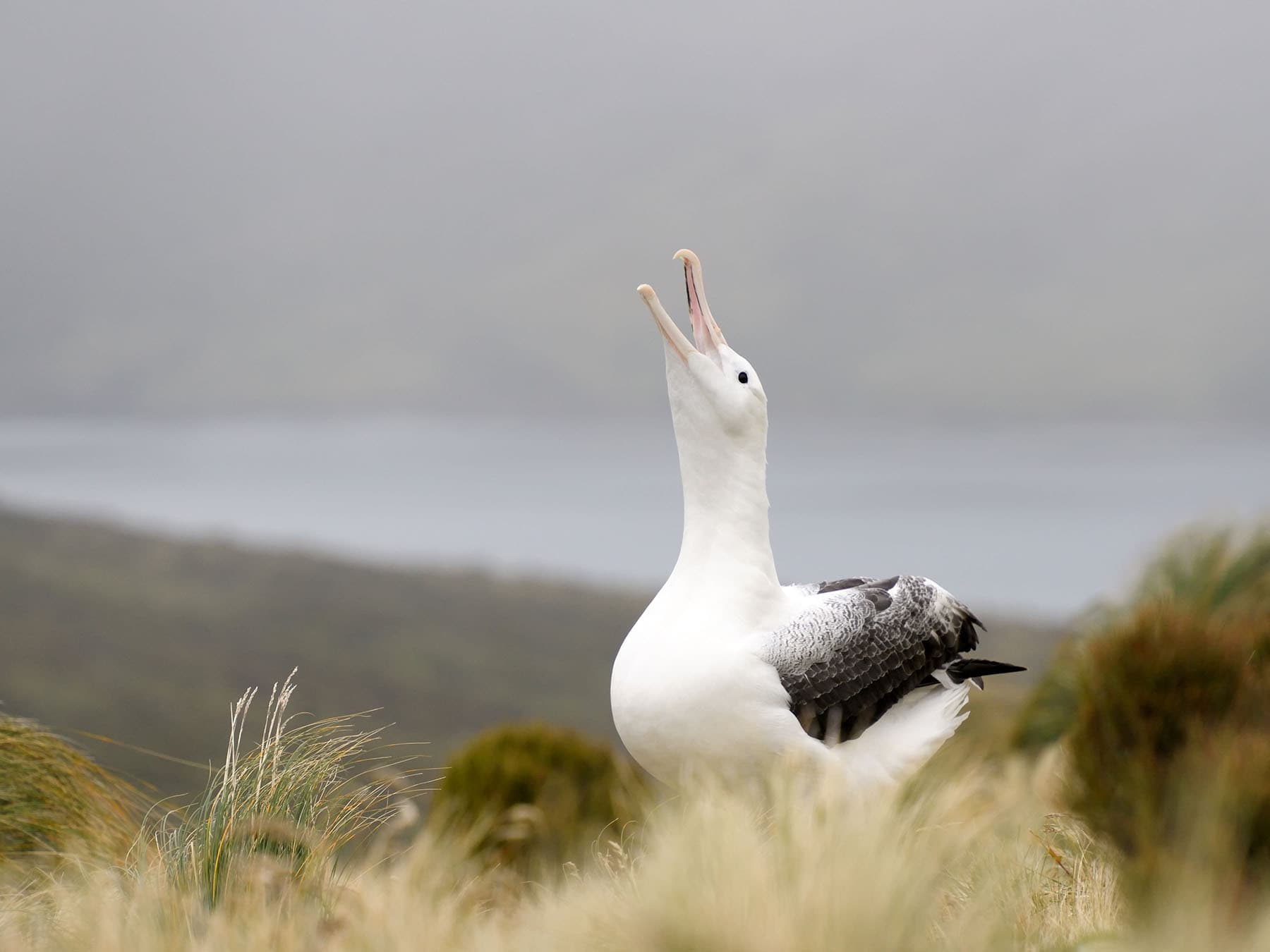 Royal Albatross calling out