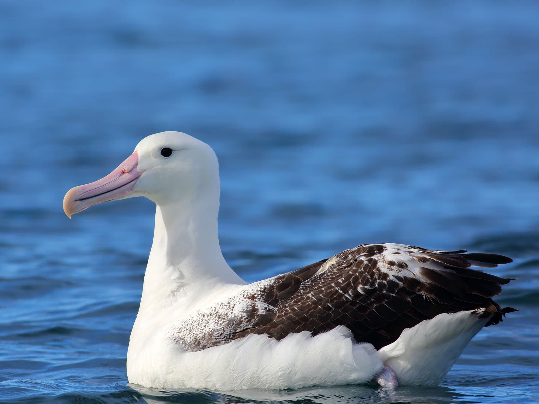 Close up of a Royal Albatross floating on the sea