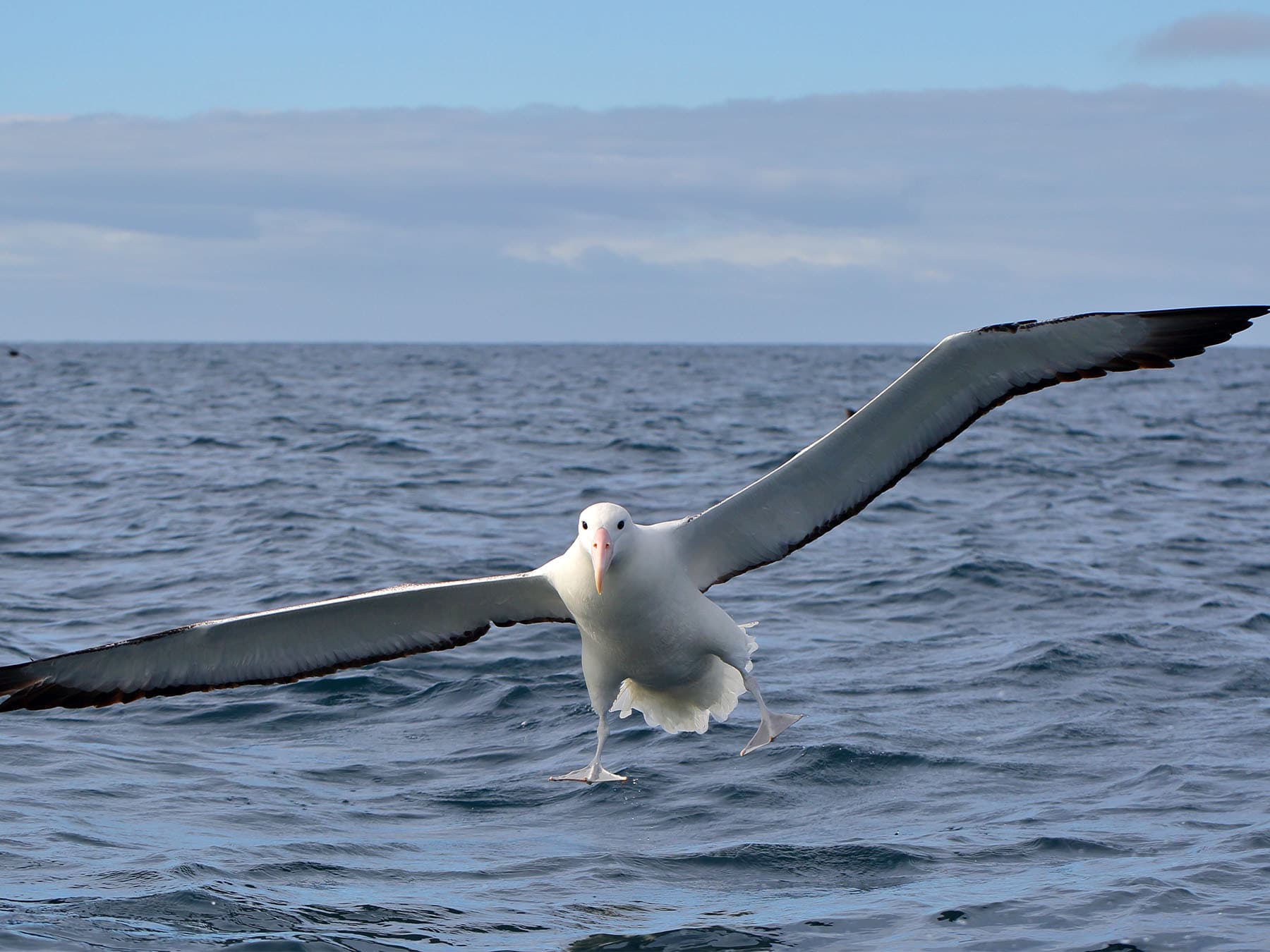 Southern Royal Albatross | Birdfact