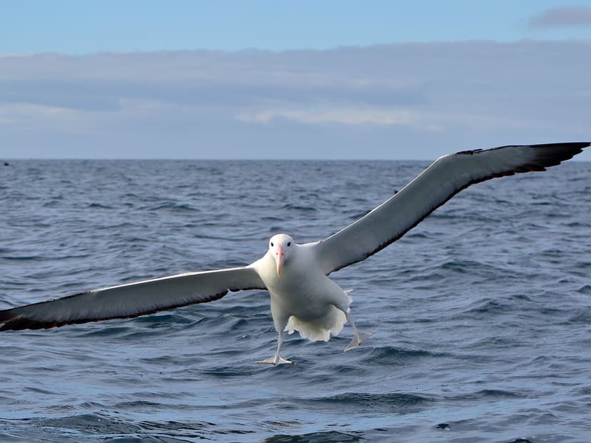 Southern Royal Albatross | Birdfact