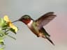 Ruby-throated Hummingbird