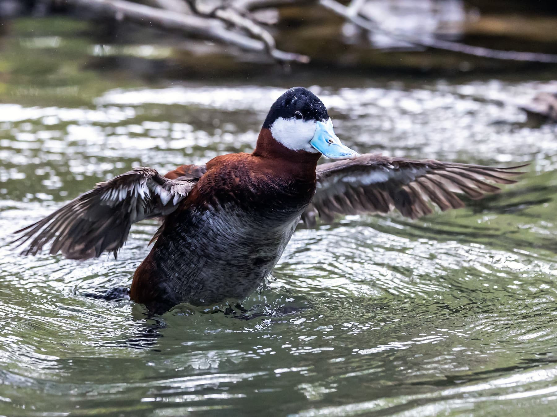 Ruddy Duck flapping his wings