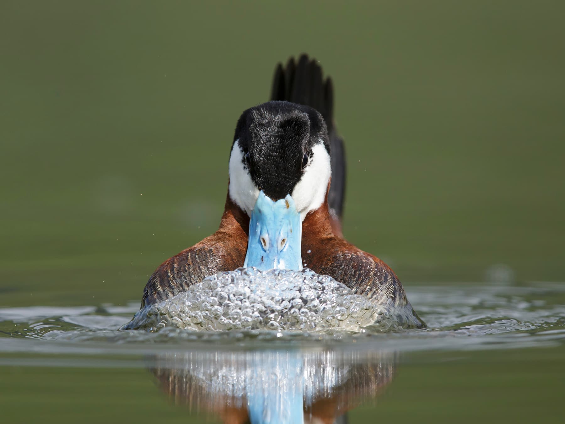 Ruddy Duck during courtship display