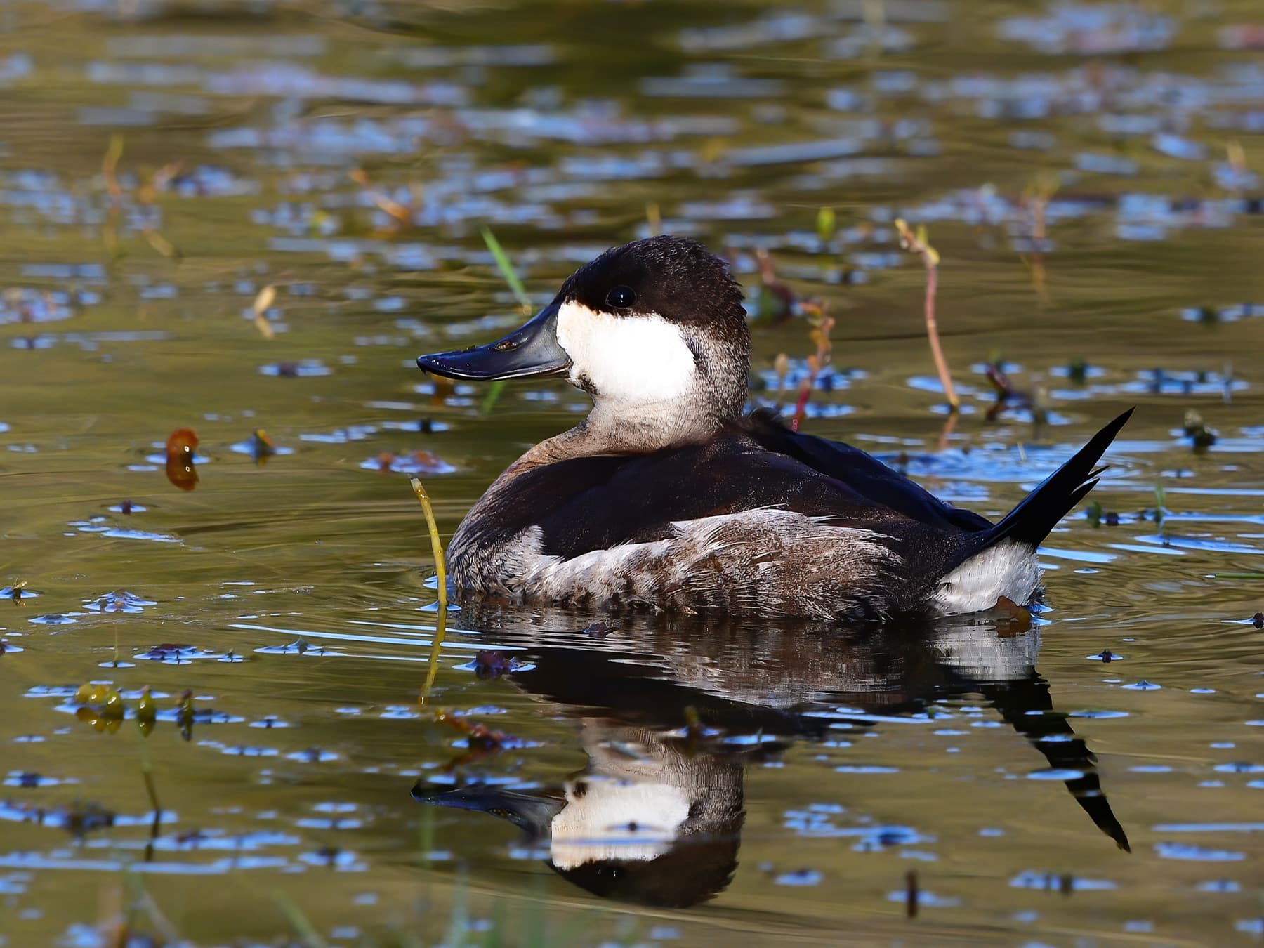 Ruddy Duck non-breeding plumage