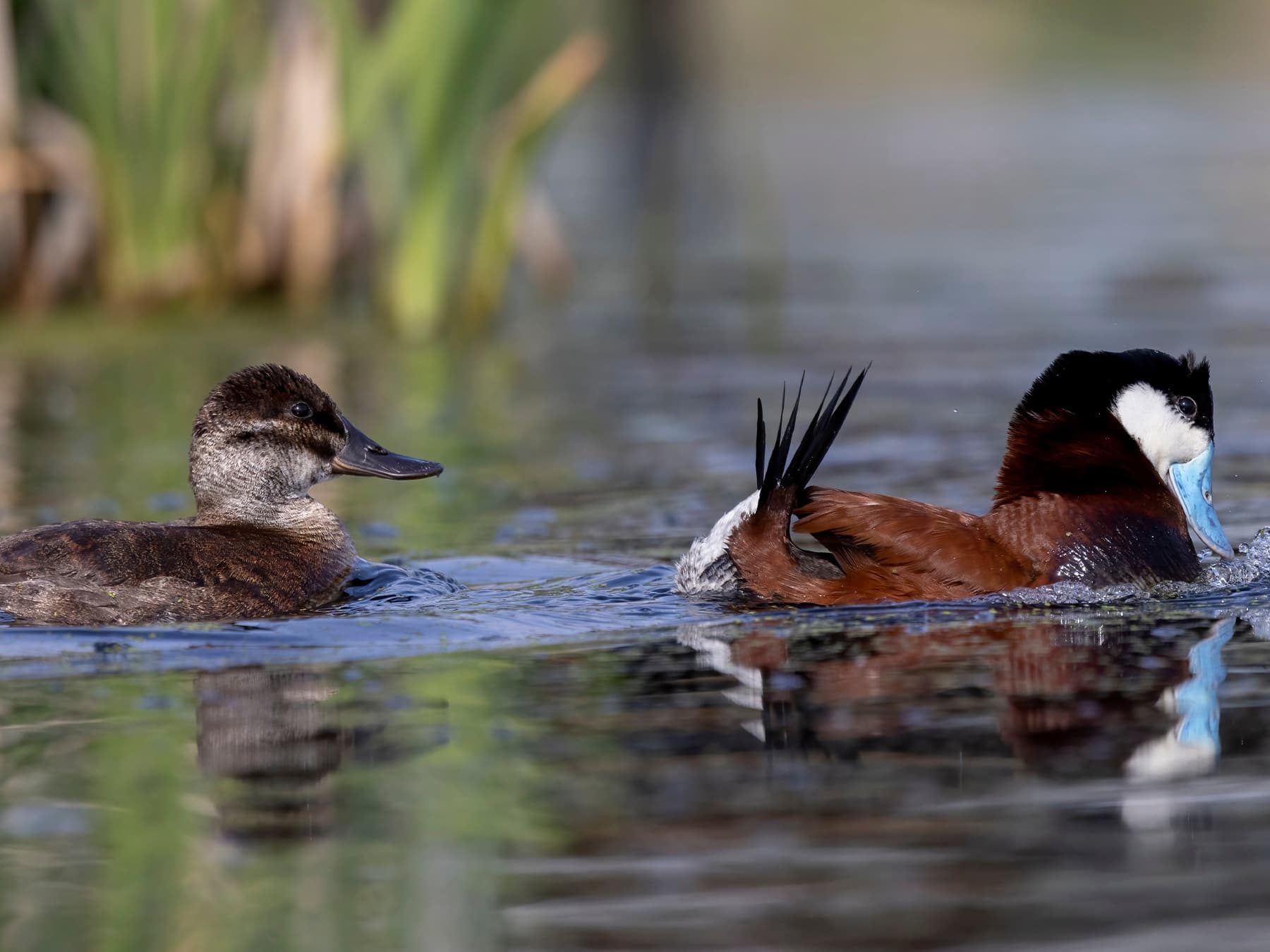 Ruddy Duck male (right) and female (left)