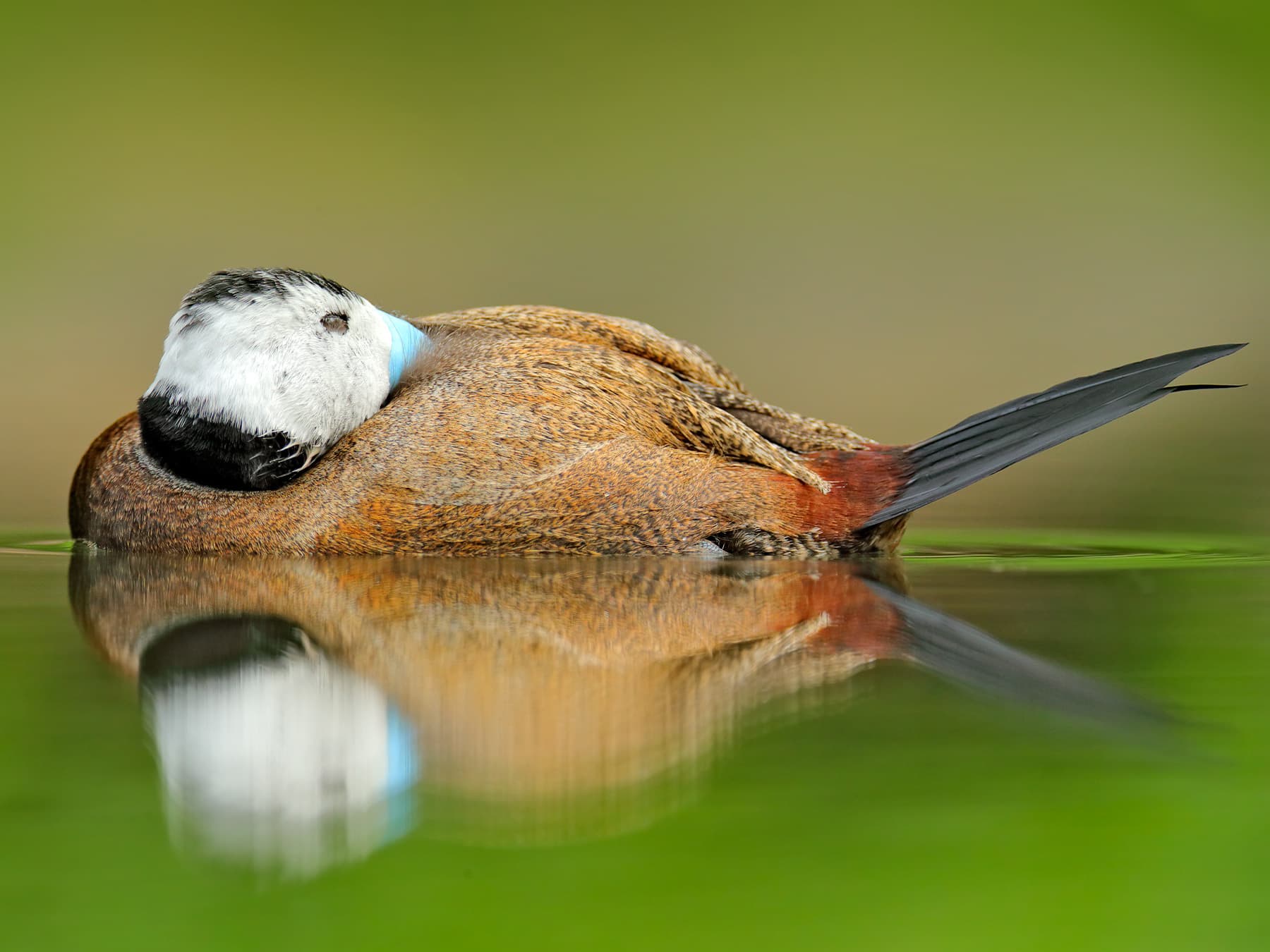 Ruddy Duck sleeping on open water