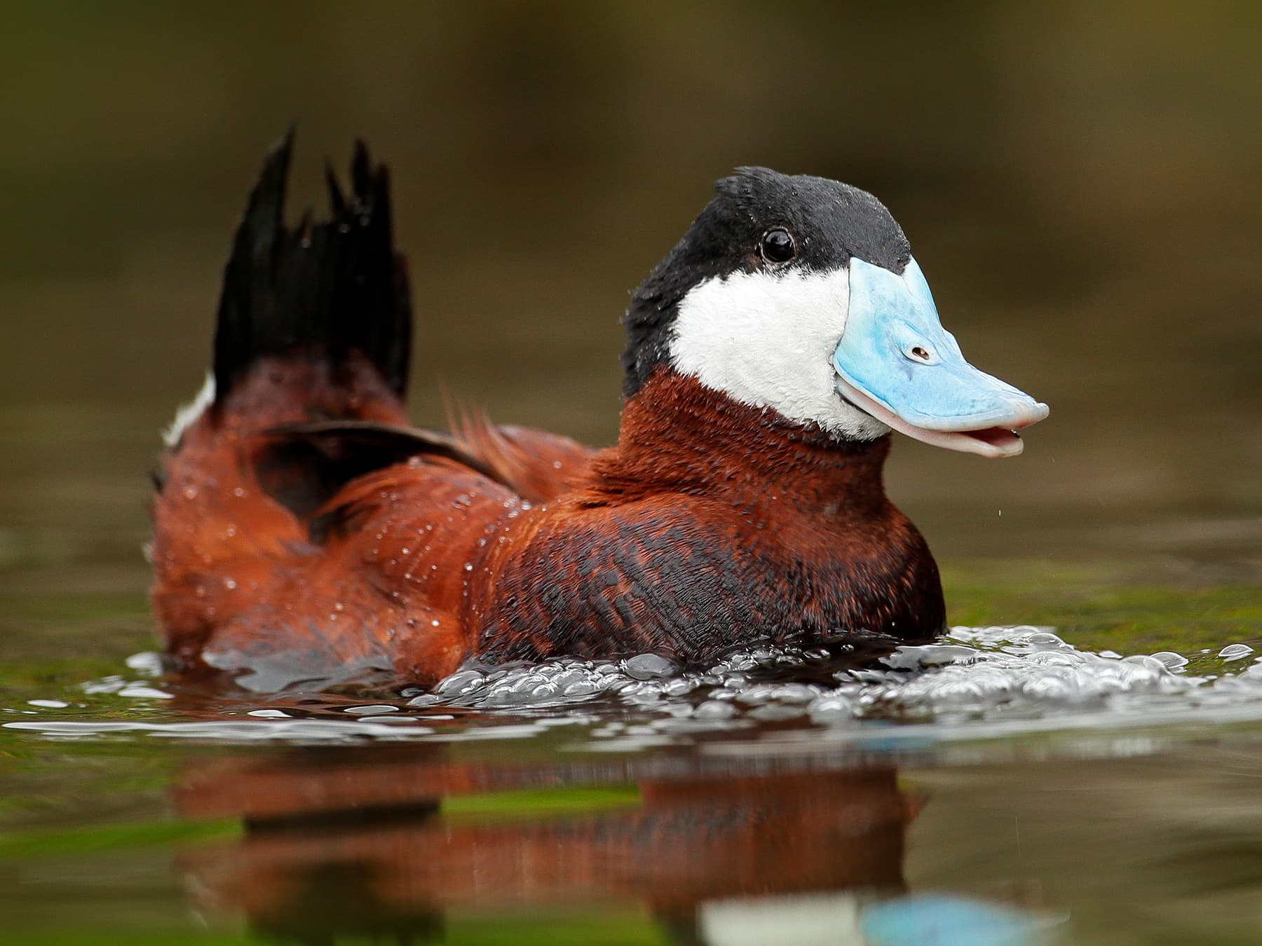 Ruddy Duck in breeding plumage