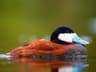 Ruddy Duck