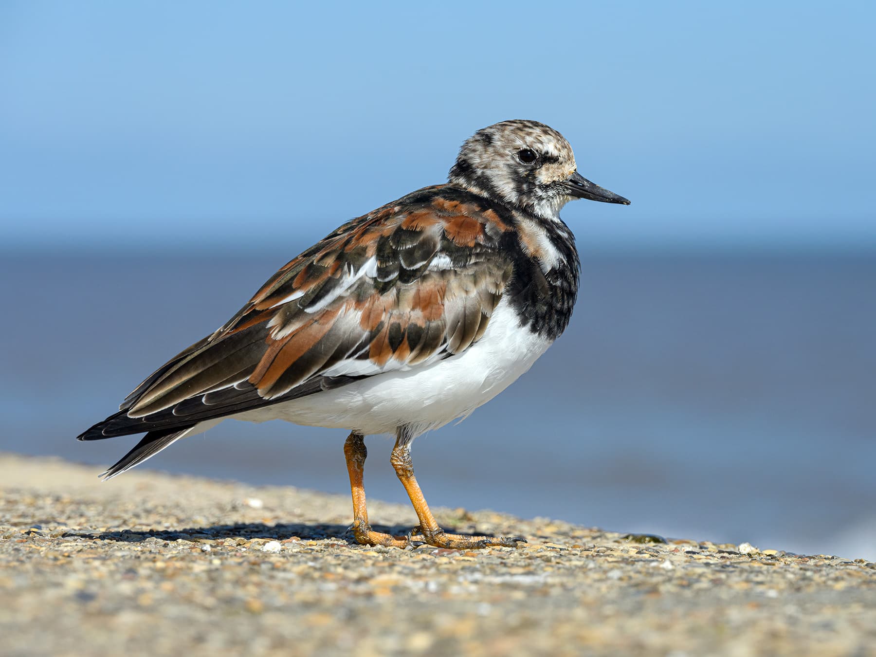 Ruddy Turnstone in breeding plumage