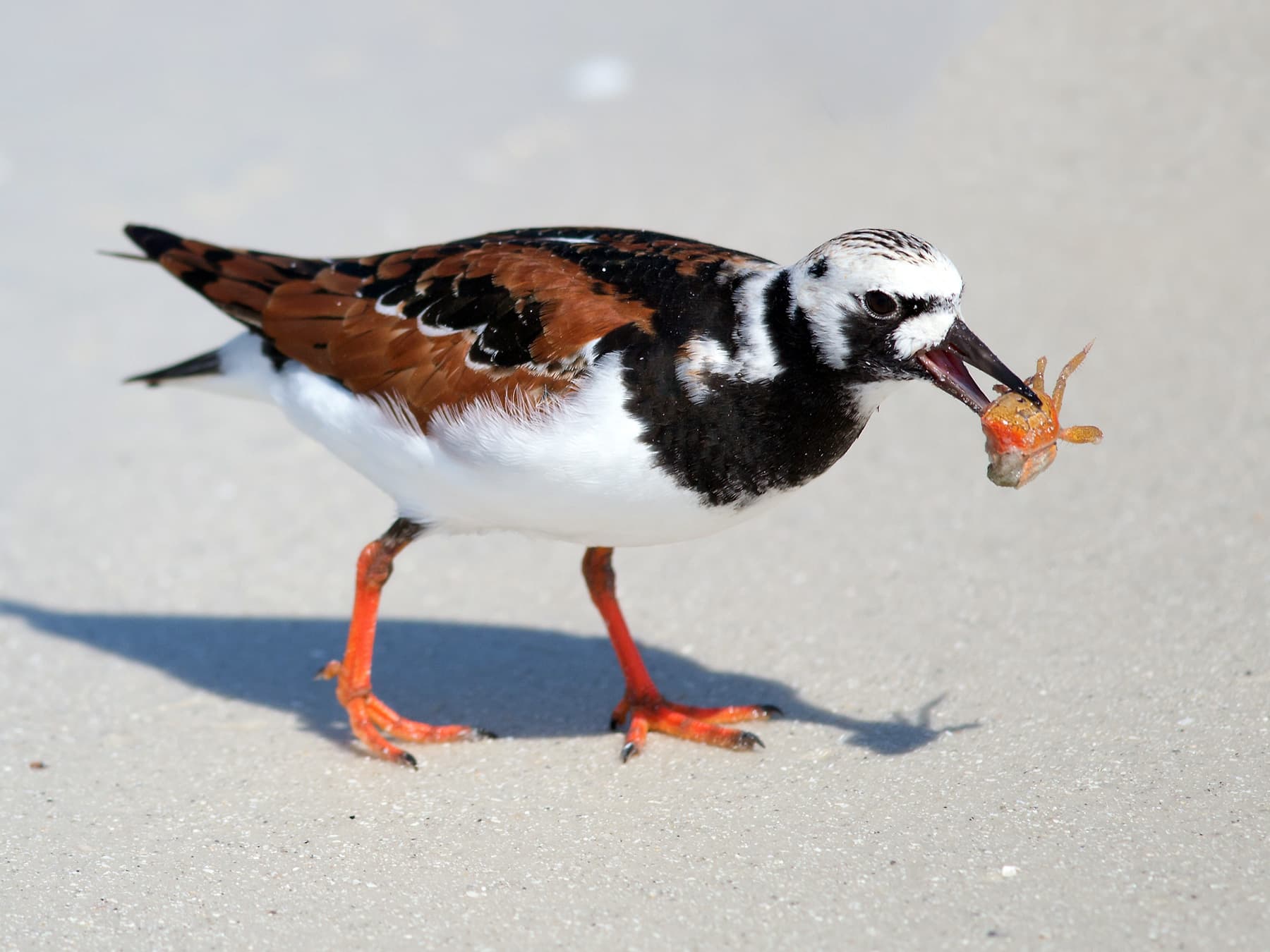 Ruddy Turnstone, breeding plumage, feeding on a crustacean