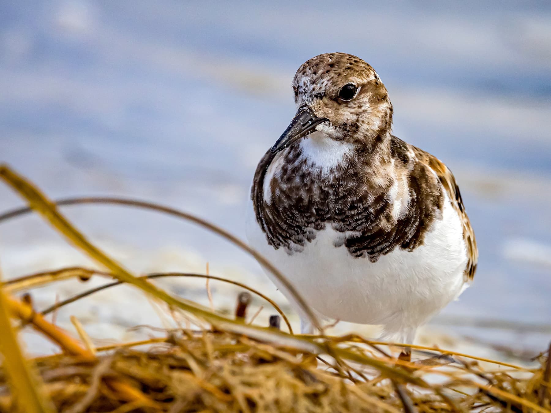 Ruddy Turnstone foraging along the sandy beach