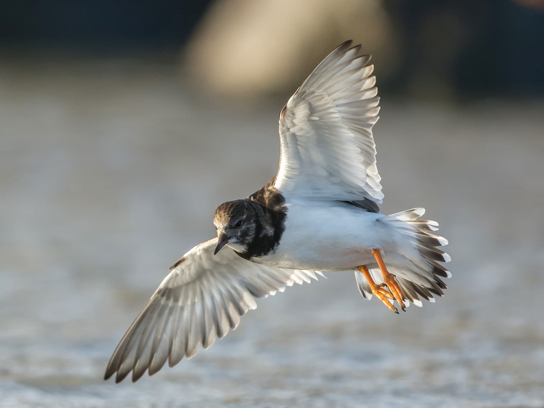 Ruddy Turnstone in-flight over the coast