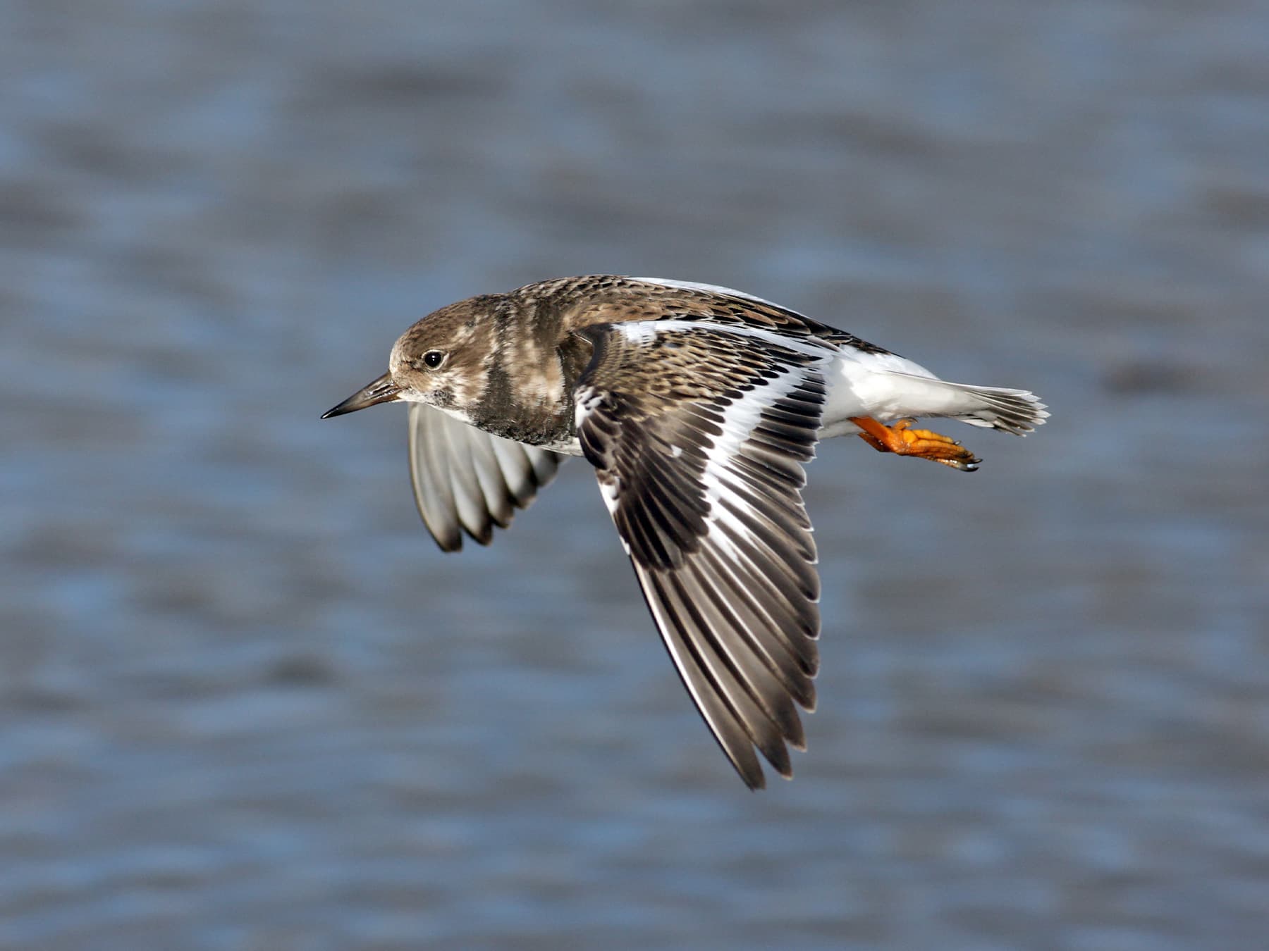 Ruddy Turnstone in-flight over the sea