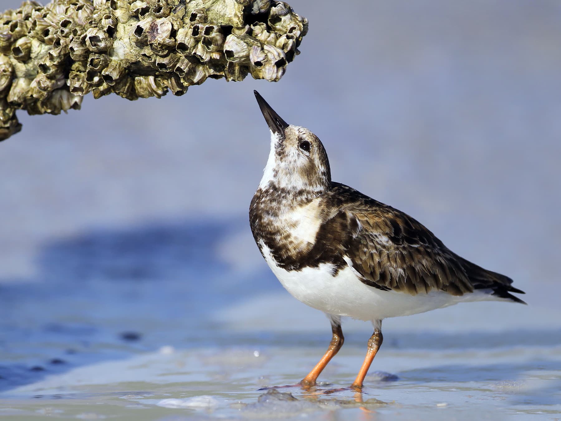 Ruddy Turnstone, non-breeding plumage, foraging on the beach