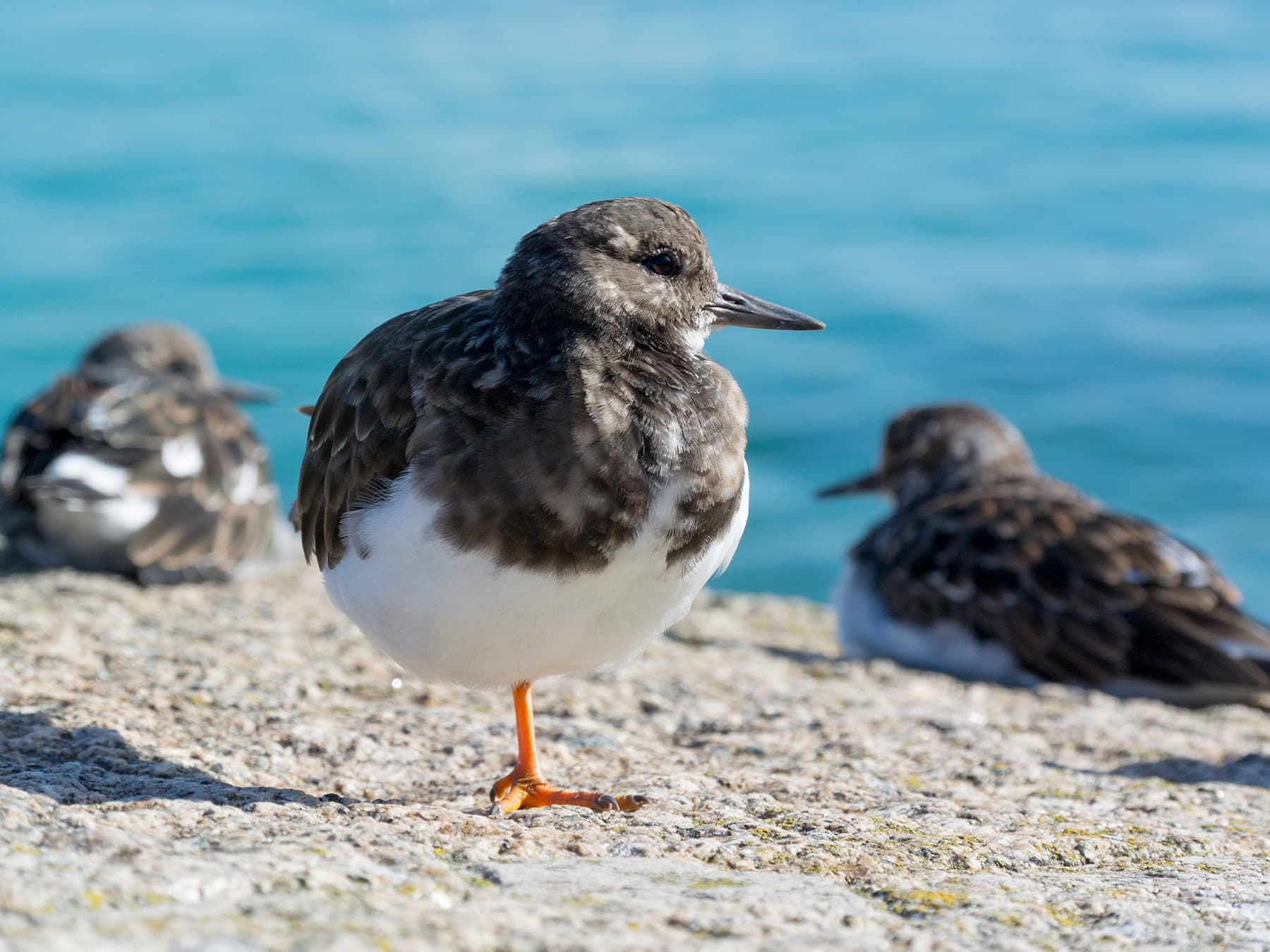 Ruddy Turnstone resting on one leg