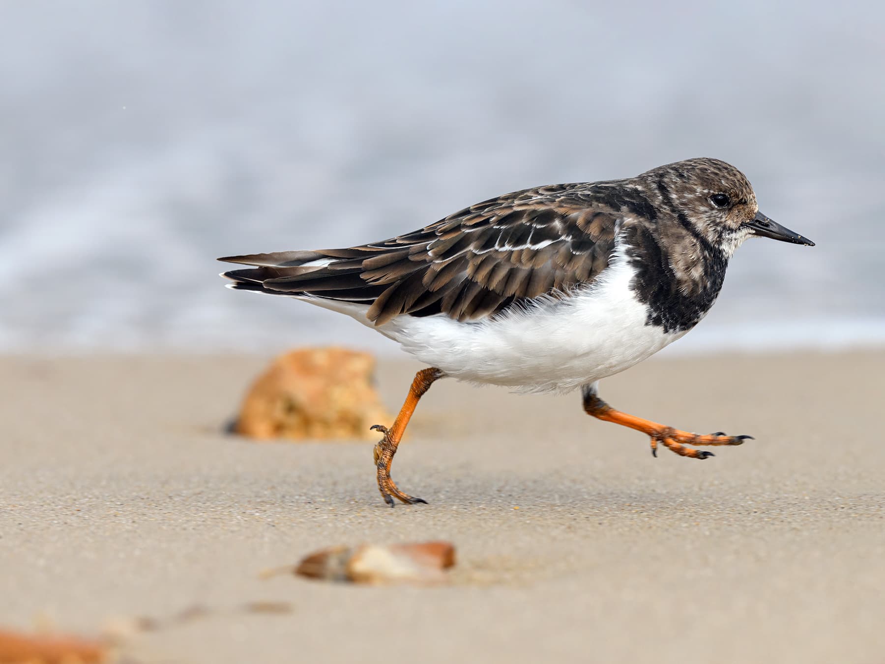 Ruddy Turnstone running along the beach
